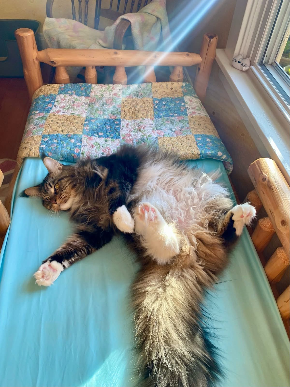 Cat laying on bed on back during boarding at Cats in the City
