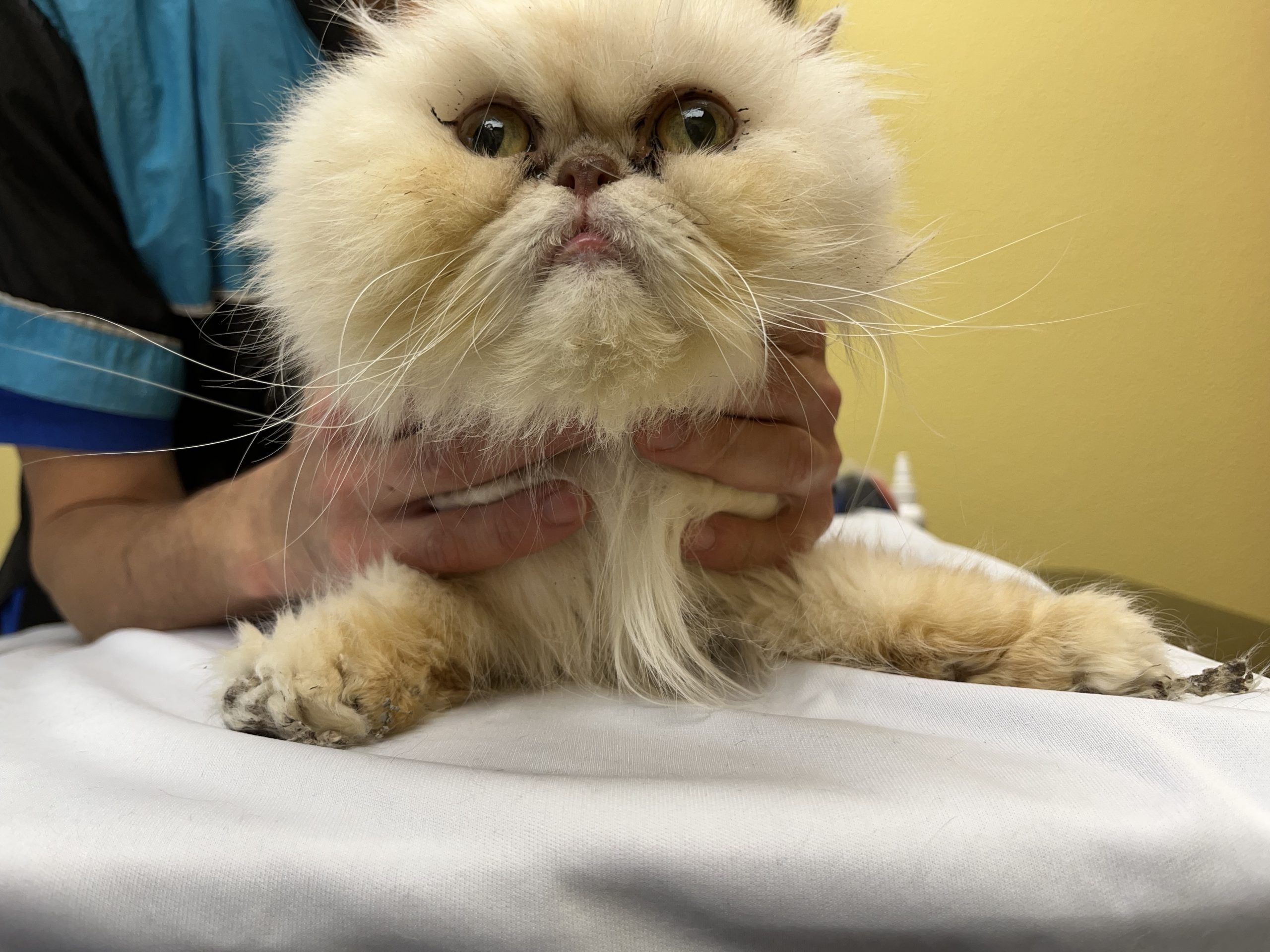 Senior Persian cat presenting for trauma-informed grooming assessment