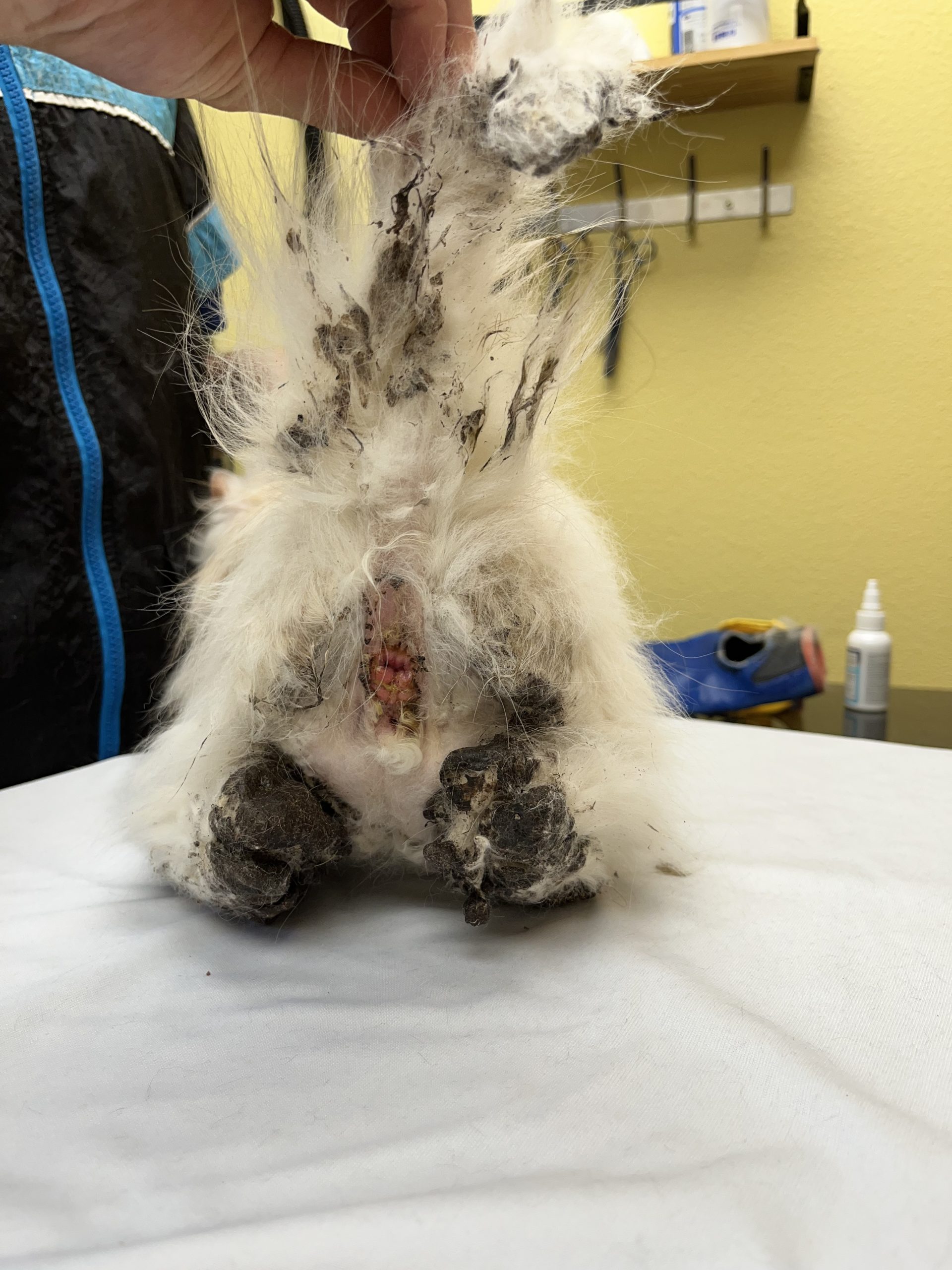 Fecal entrapment in senior Persian cat