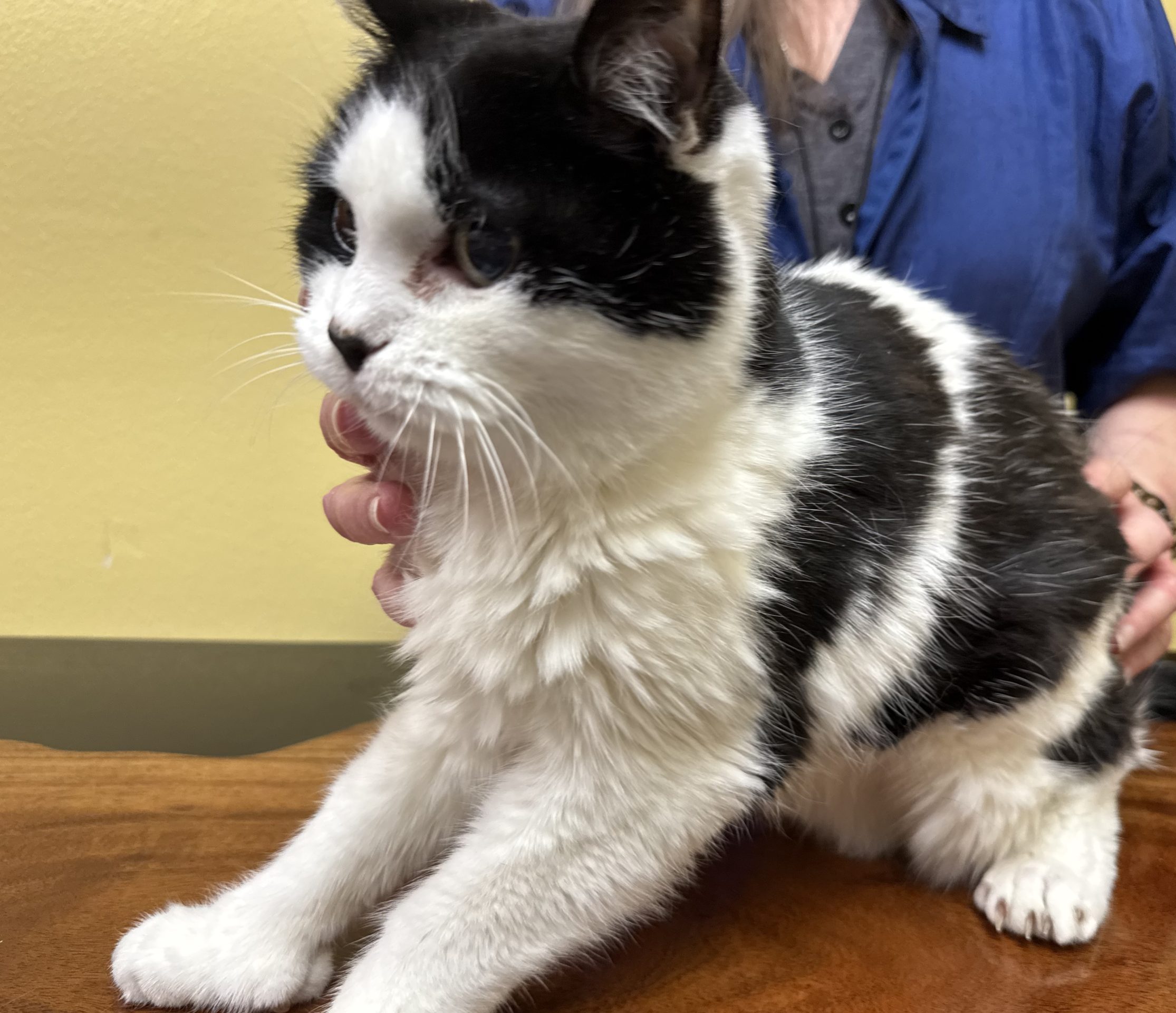 Senior cat with PFSES before decompression grooming