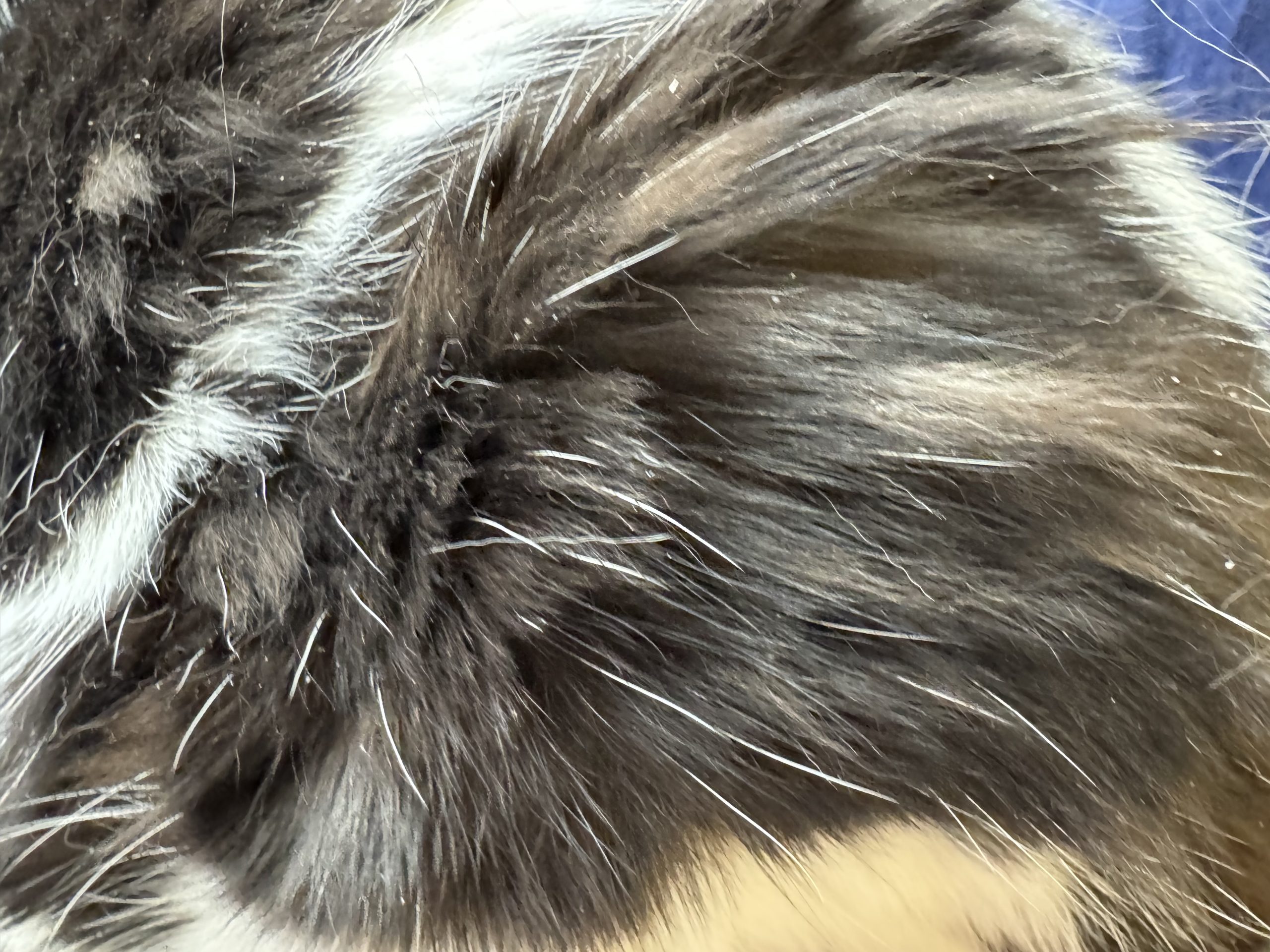 Close-up of coat burden and entrapment in senior cat