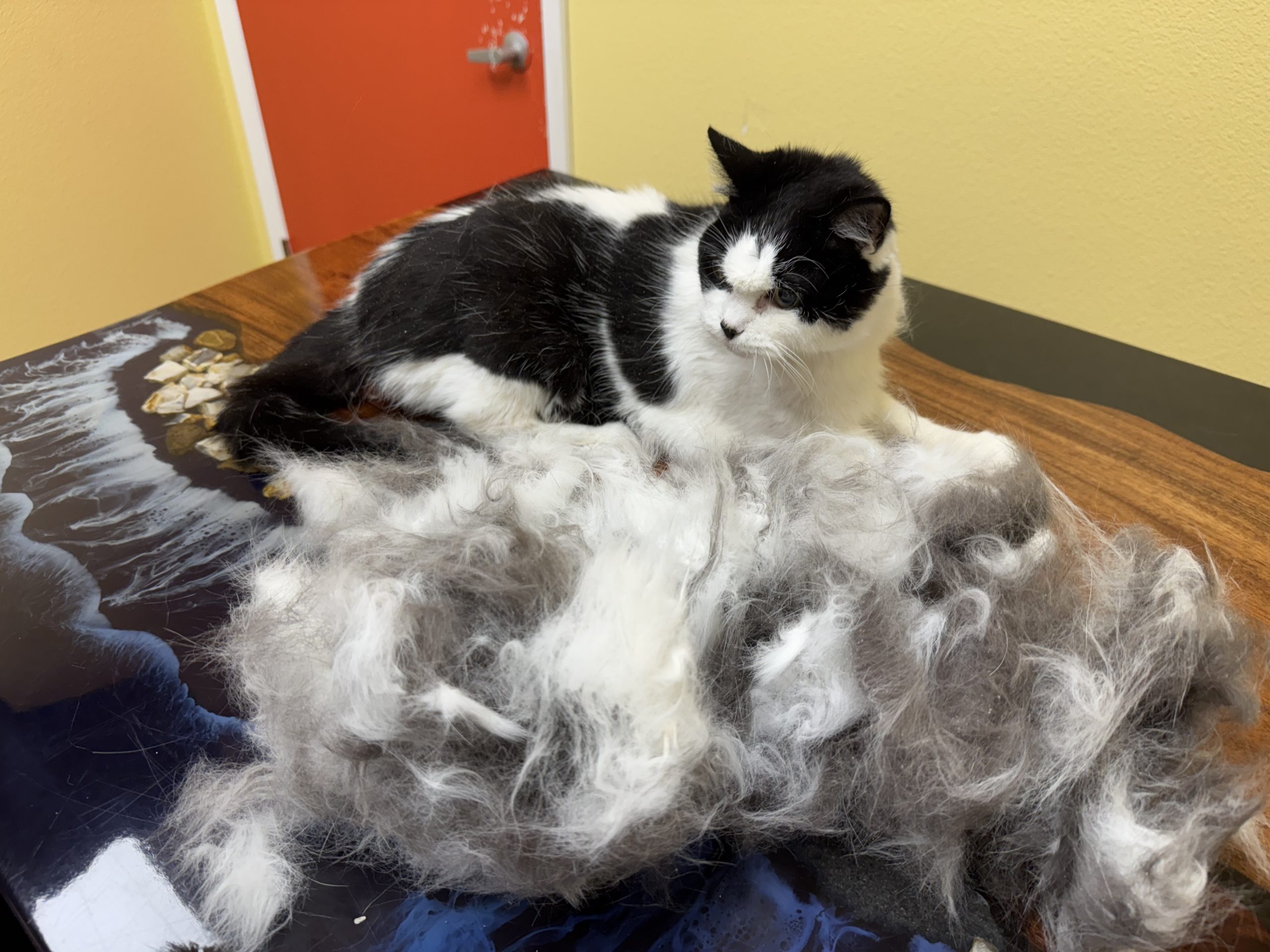 Senior cat next to removed coat burden after unthreading