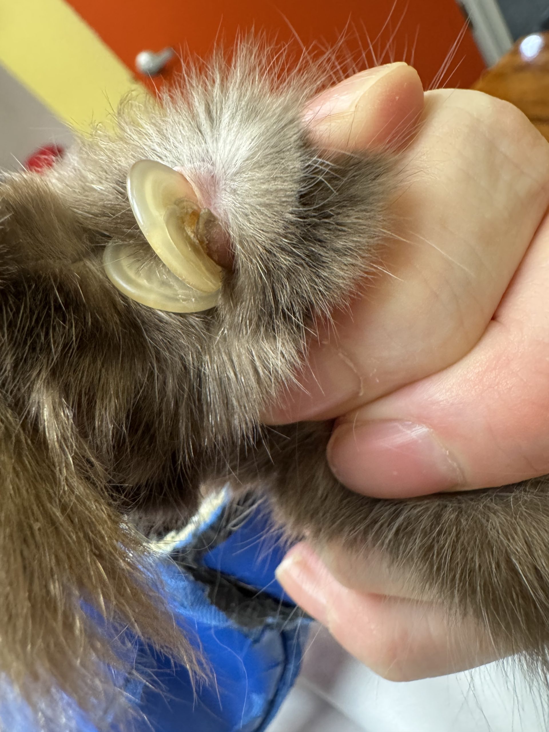 Double claw penetration embedded claw close-up