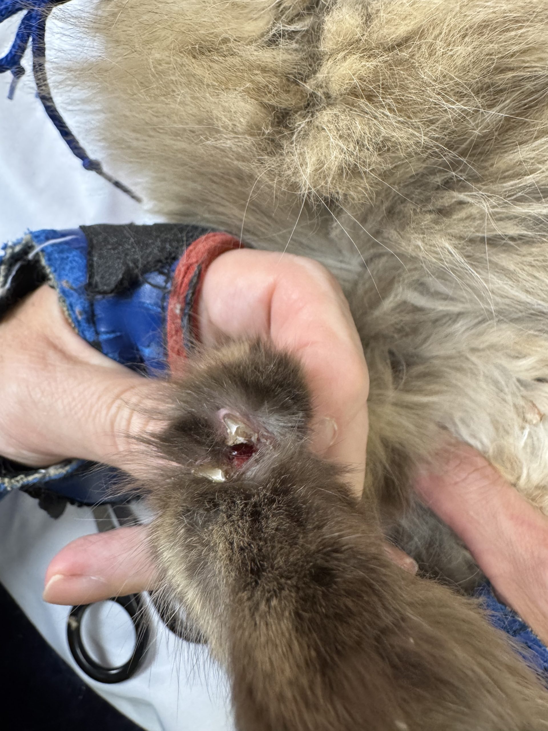 Ulcer wound after embedded claw extraction