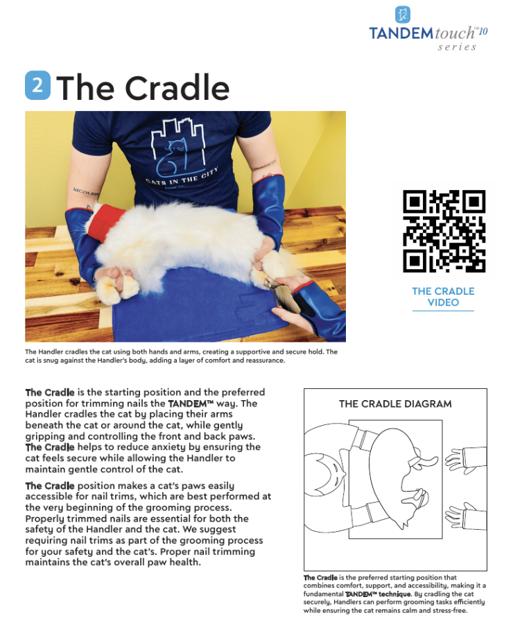 The cradle support position used in TANDEM Cat clinical grooming