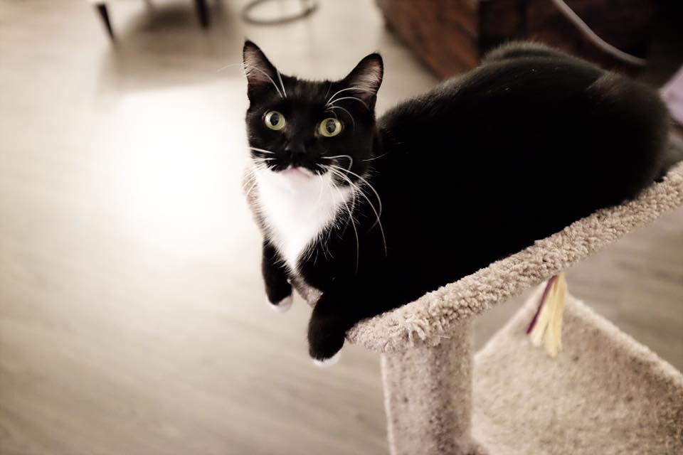 Relaxed cat receiving feline-only care in a Southwest Portland home