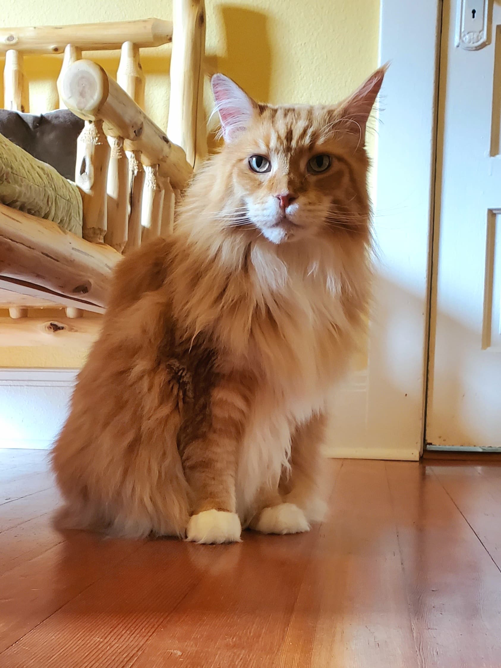 Cat receiving recovery-focused feline-only monitoring support