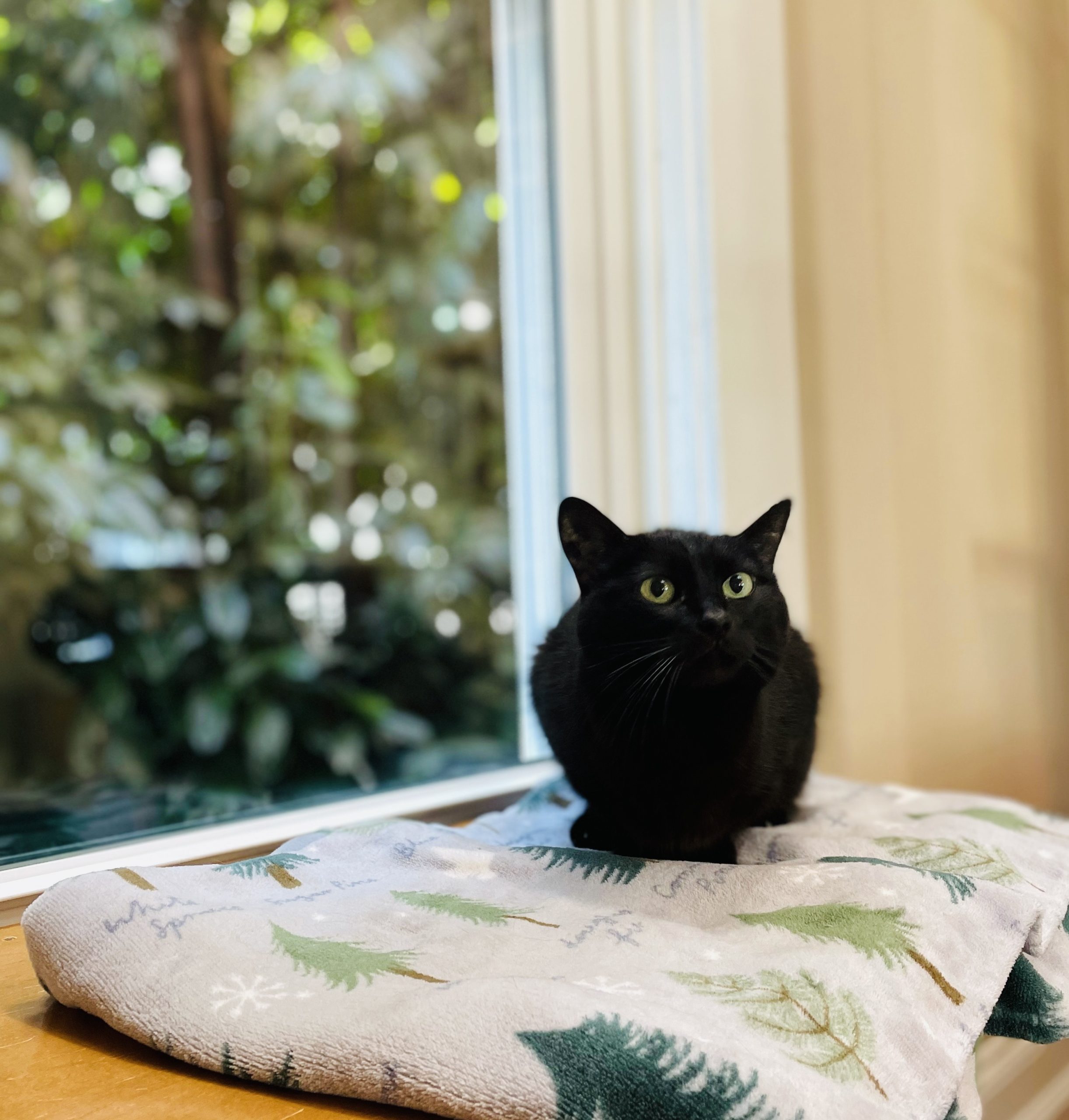 Relaxed cat receiving feline-only care in a Sellwood home