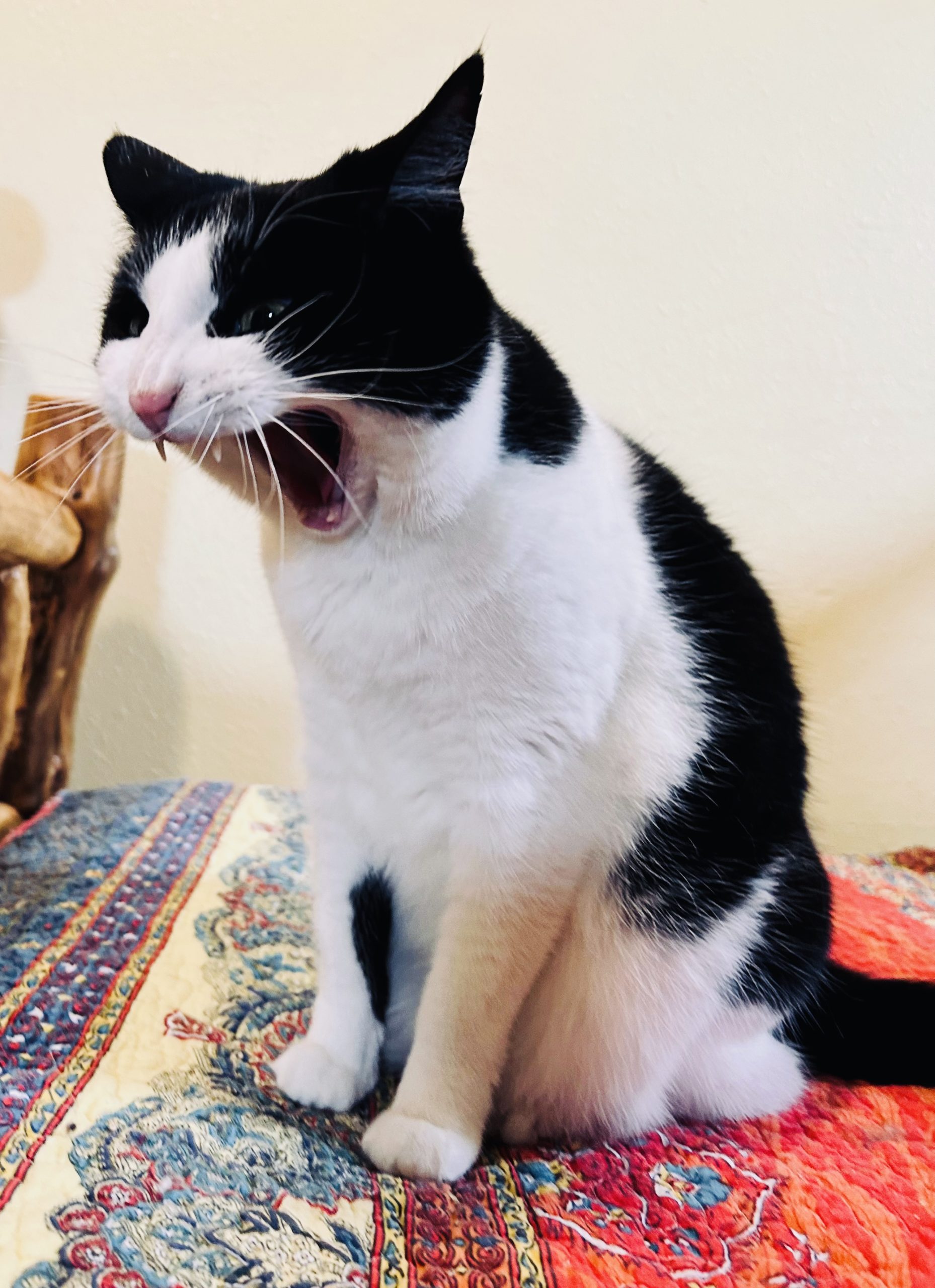 Shy cat resting quietly during feline-only cat sitting visit