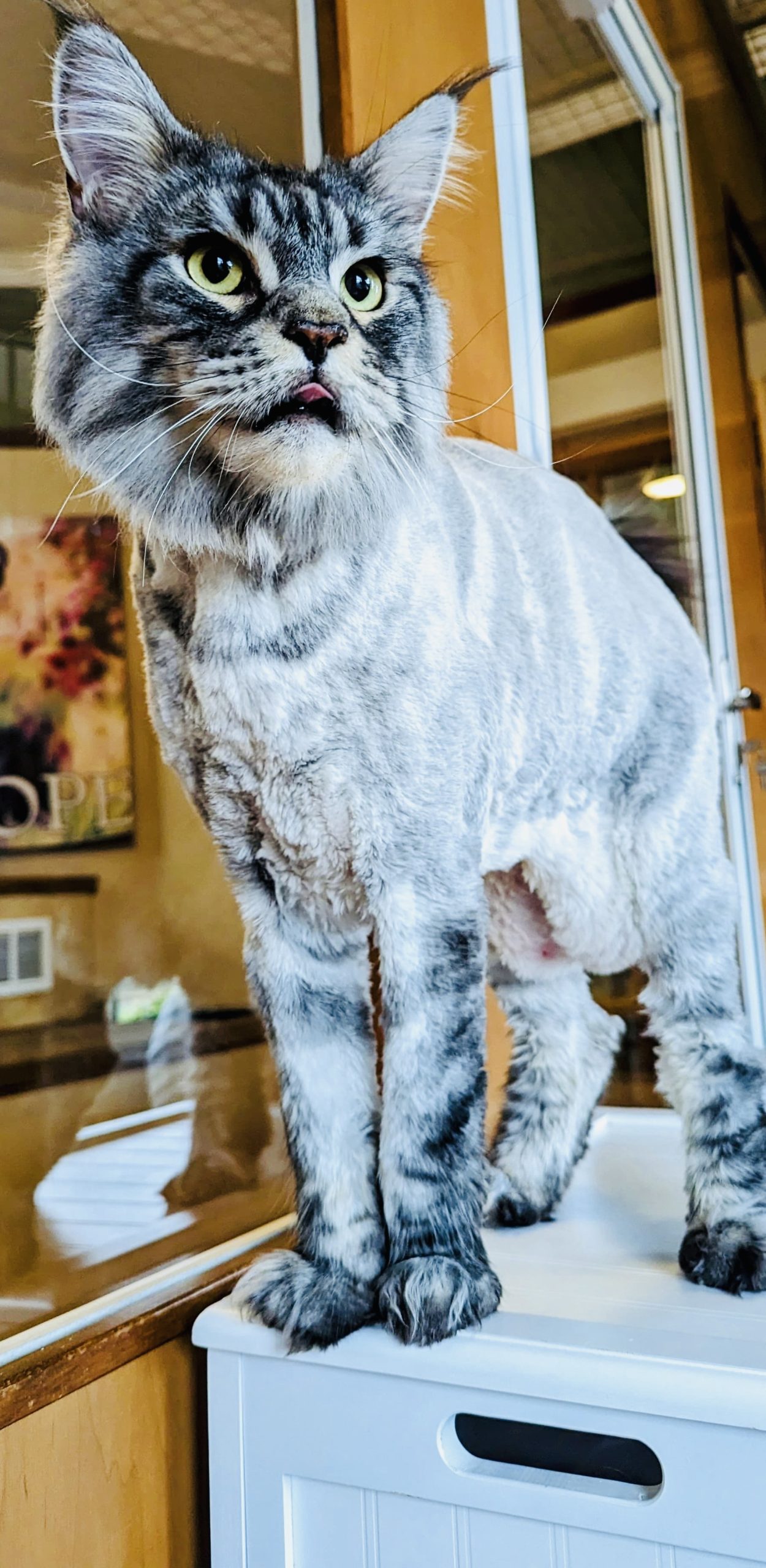 Cat receiving attentive monitoring during feline-only care visit