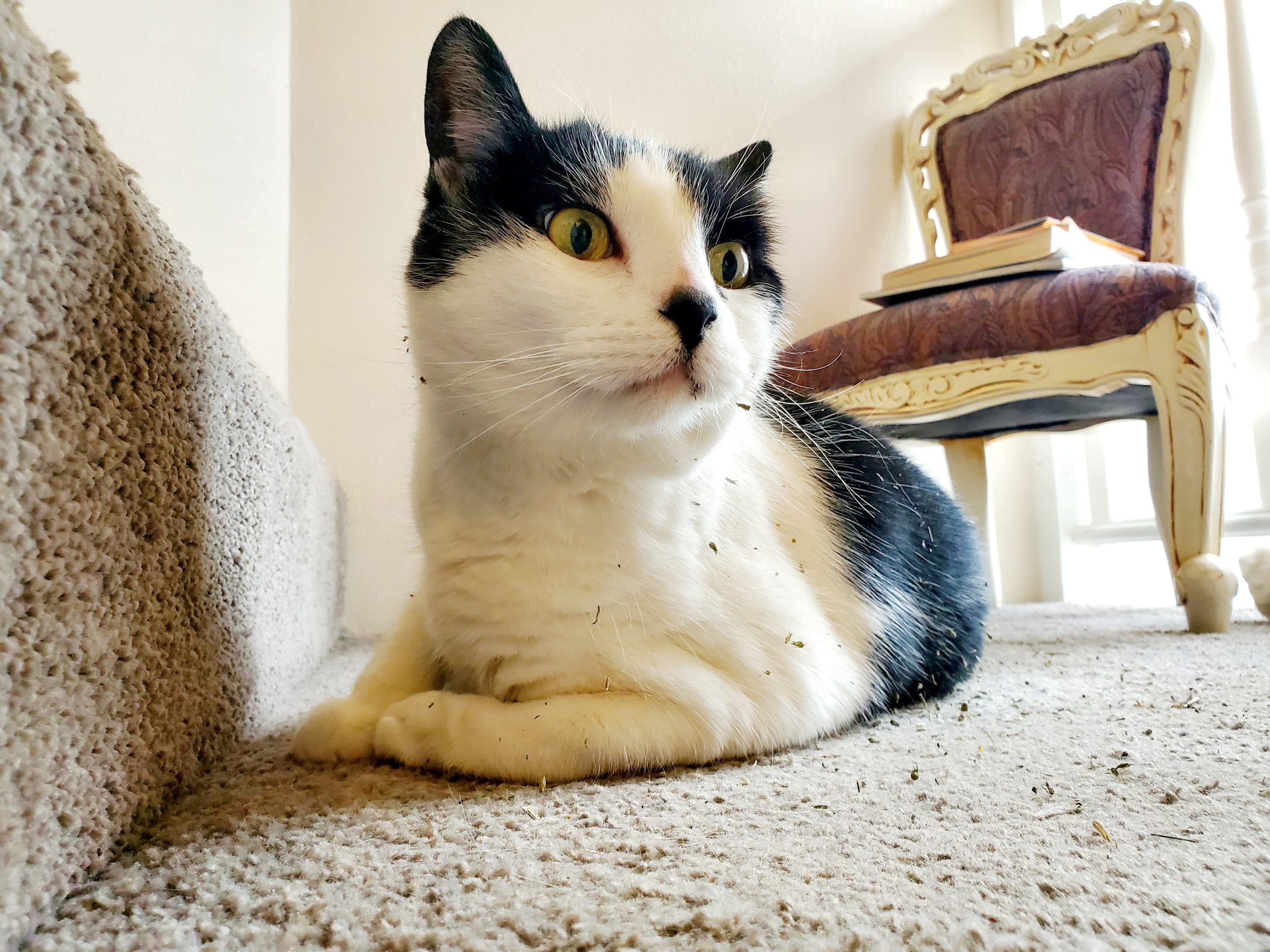 Cat calmly interacting during a feline-only sitting visit