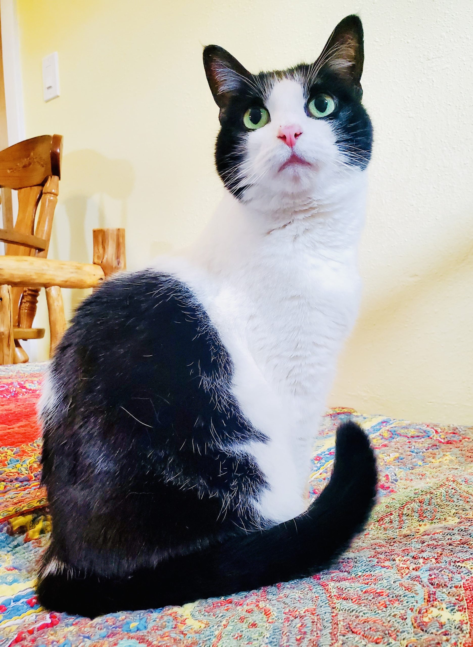 Relaxed cat receiving calm feline-only attention during cat sitting care