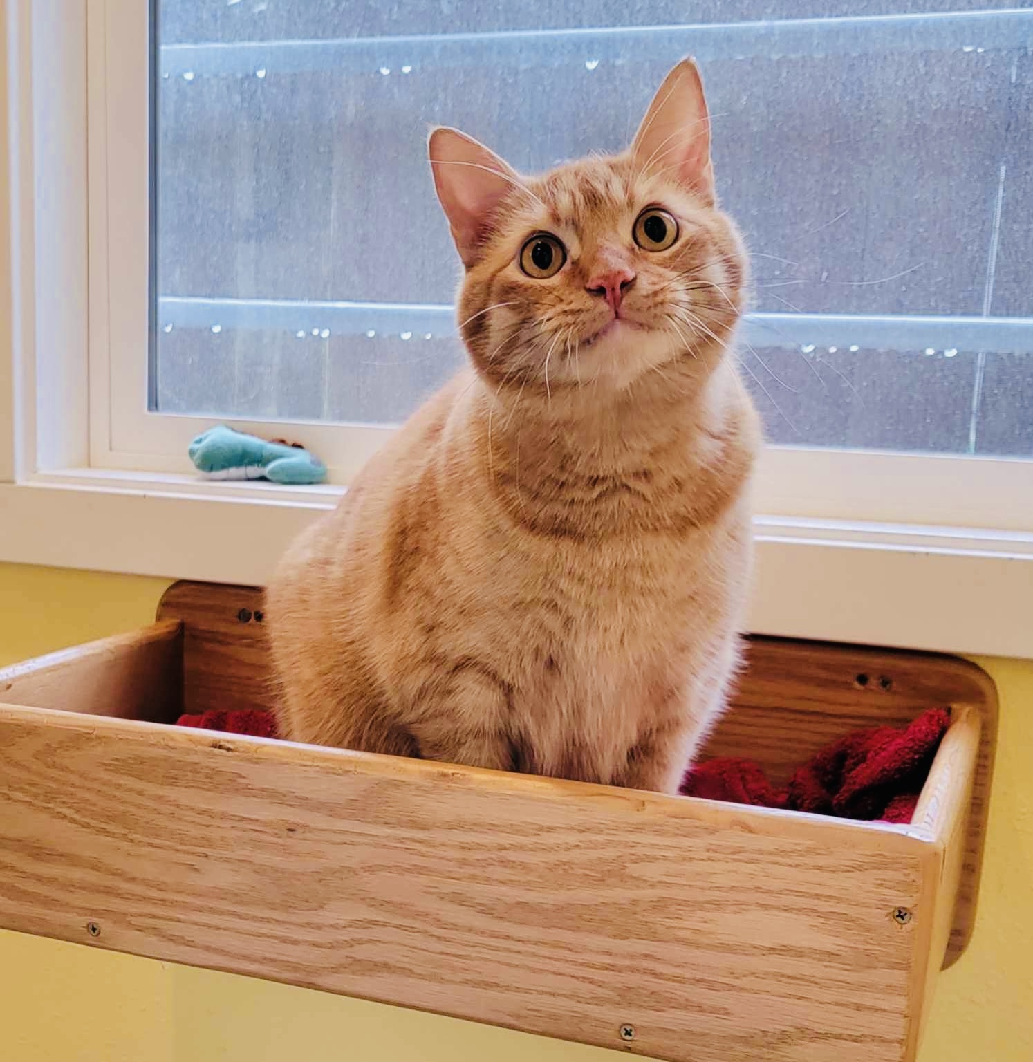 Diabetic cat receiving feline-only in-home support