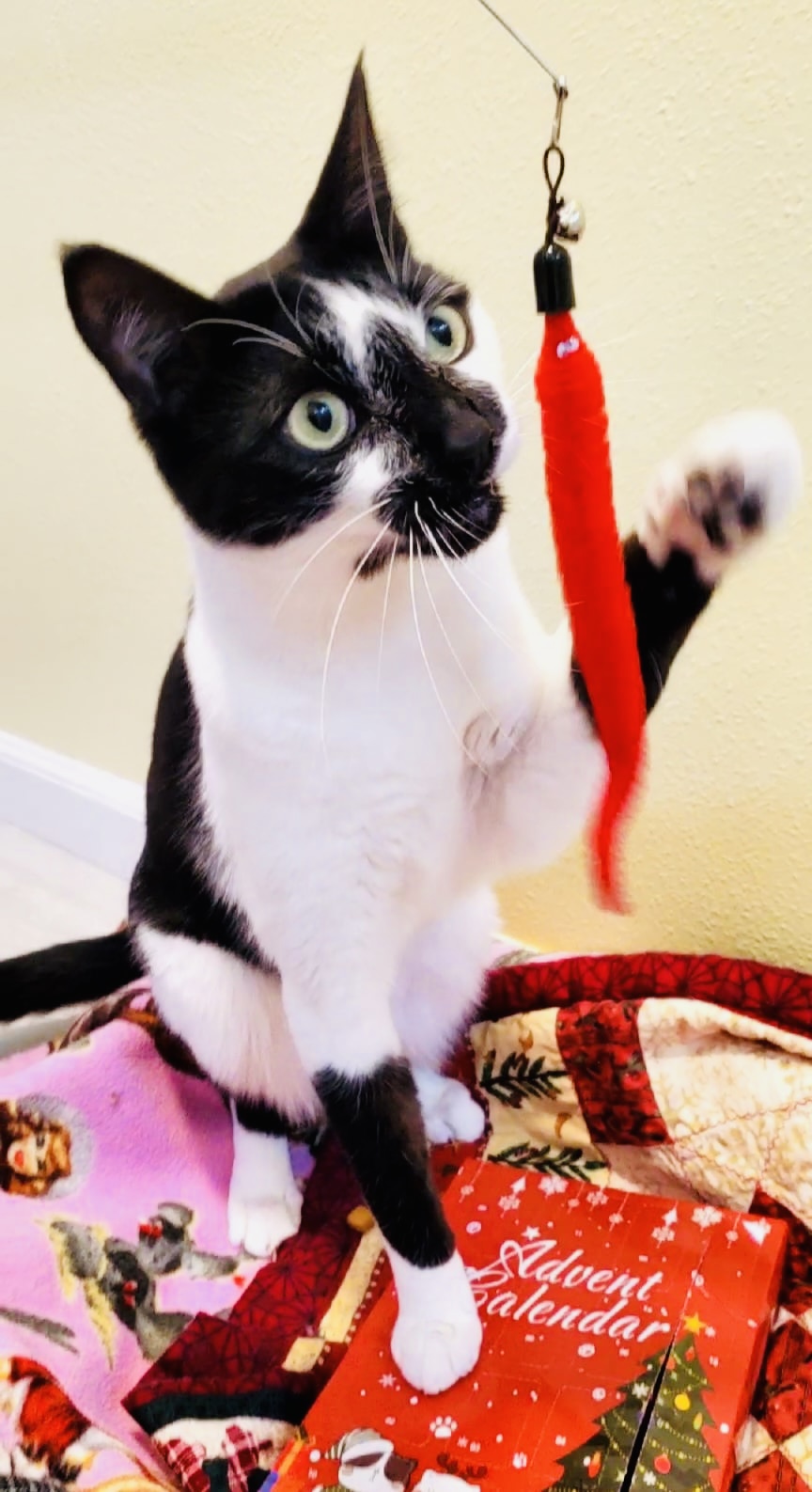 Recovery monitoring cat sitting