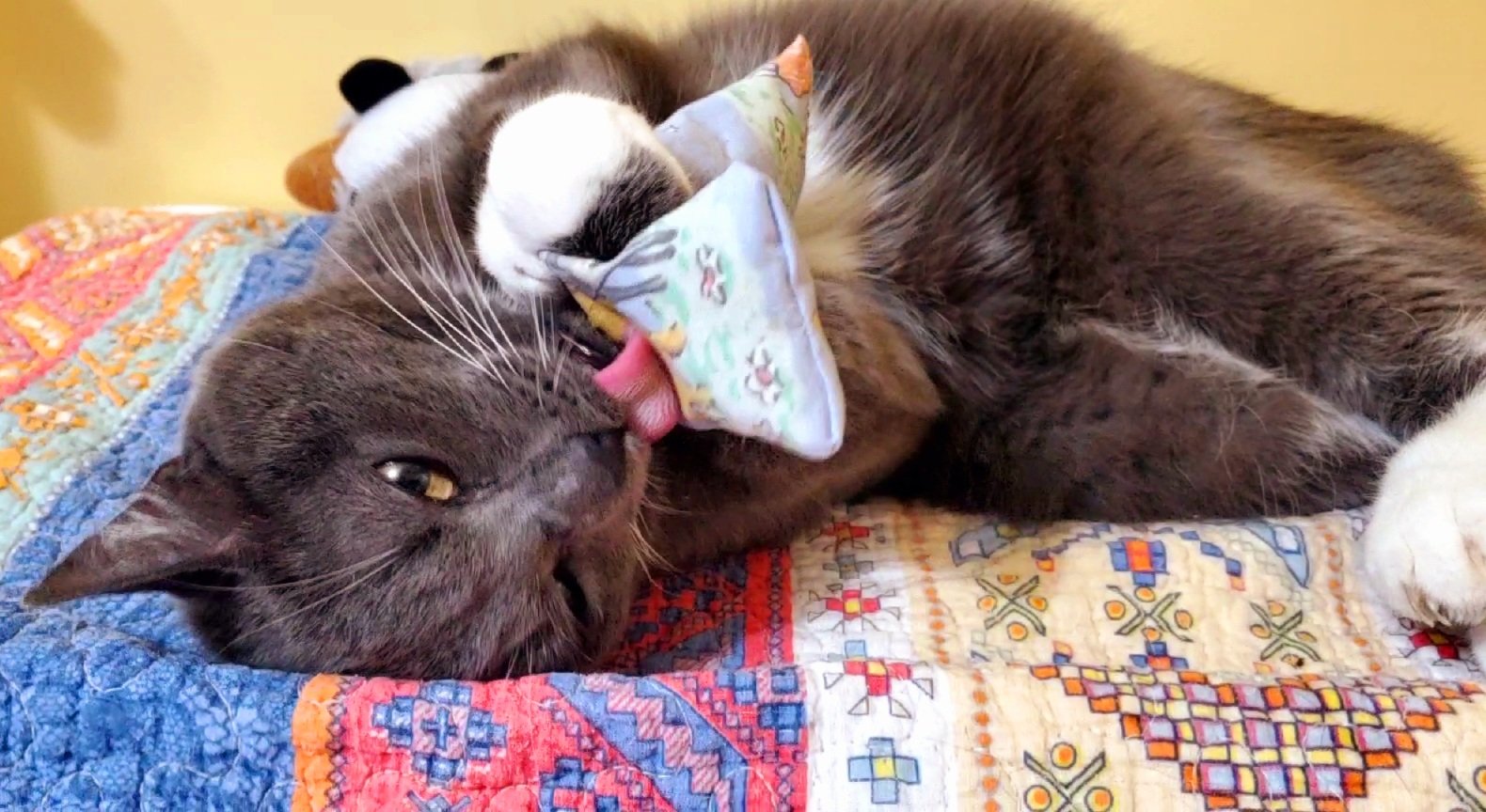 Transportation built around cat care