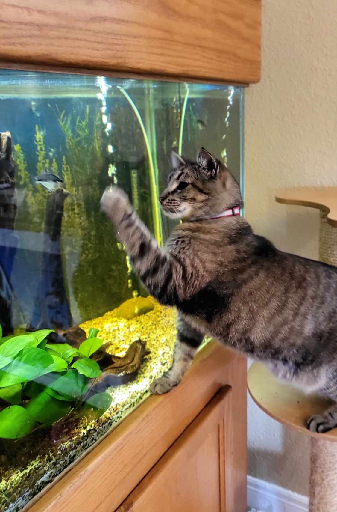 Cat interacting near fish aquarium