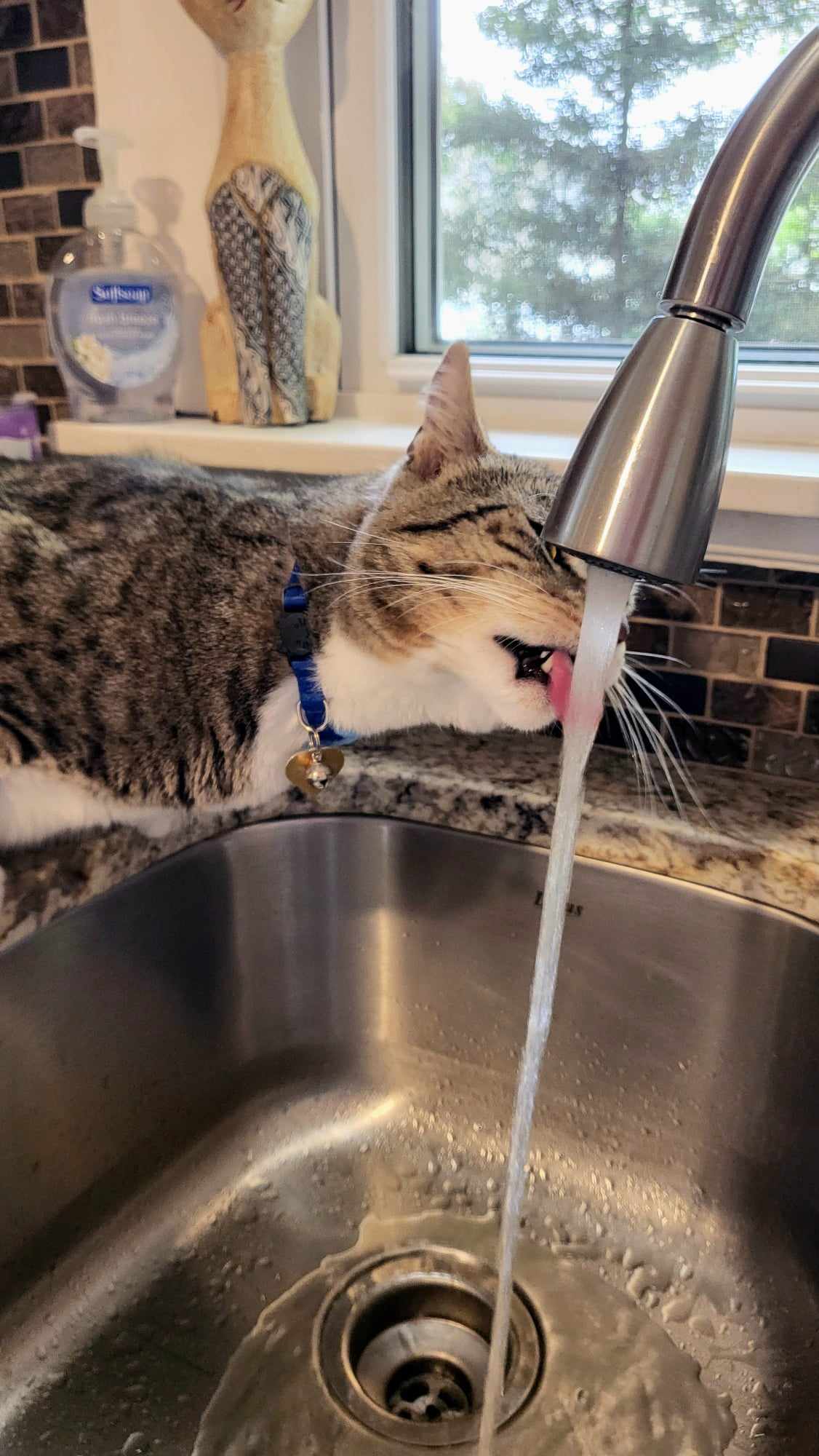 Cat drinking water from faucet
