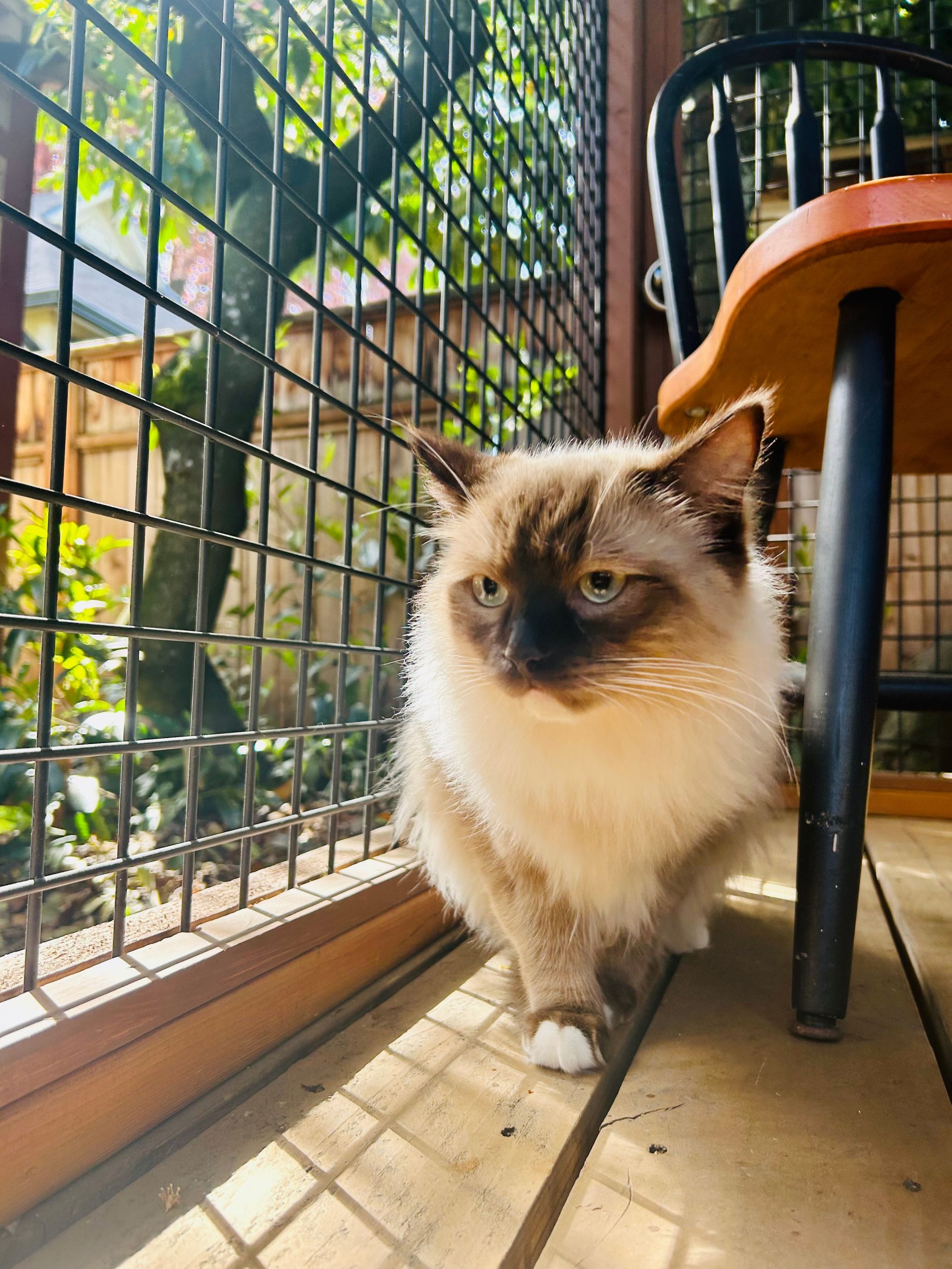 Same-day airport cat transport
