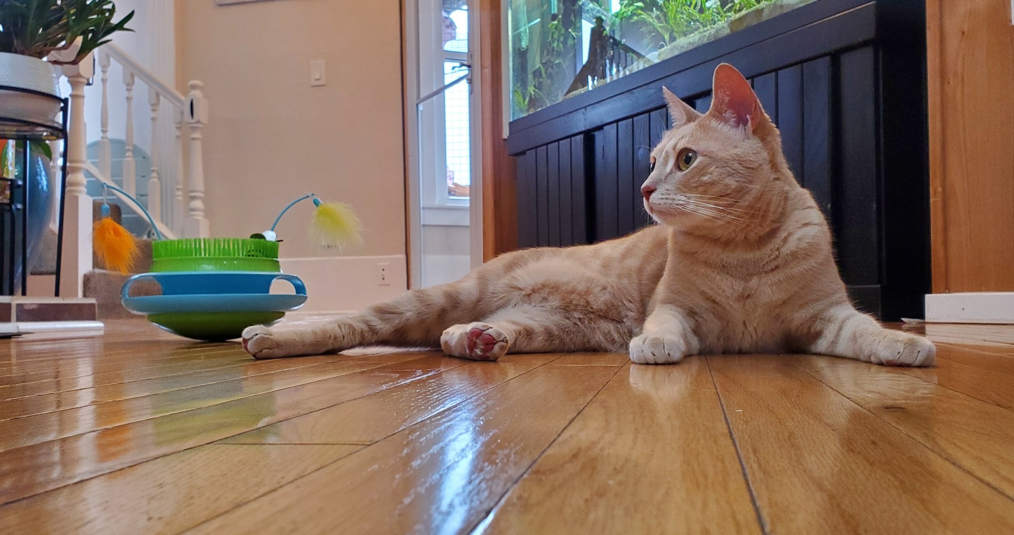 Can my cat fly nonstop