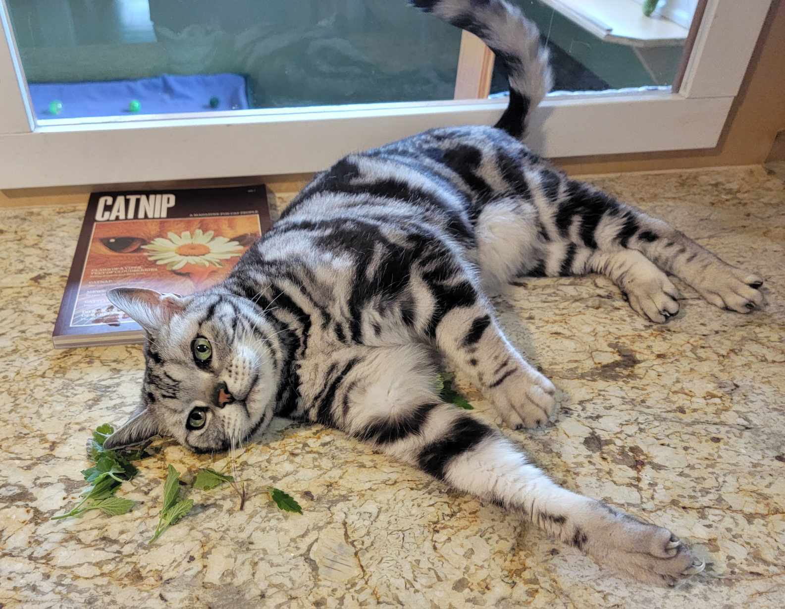 How to reduce cat travel stress