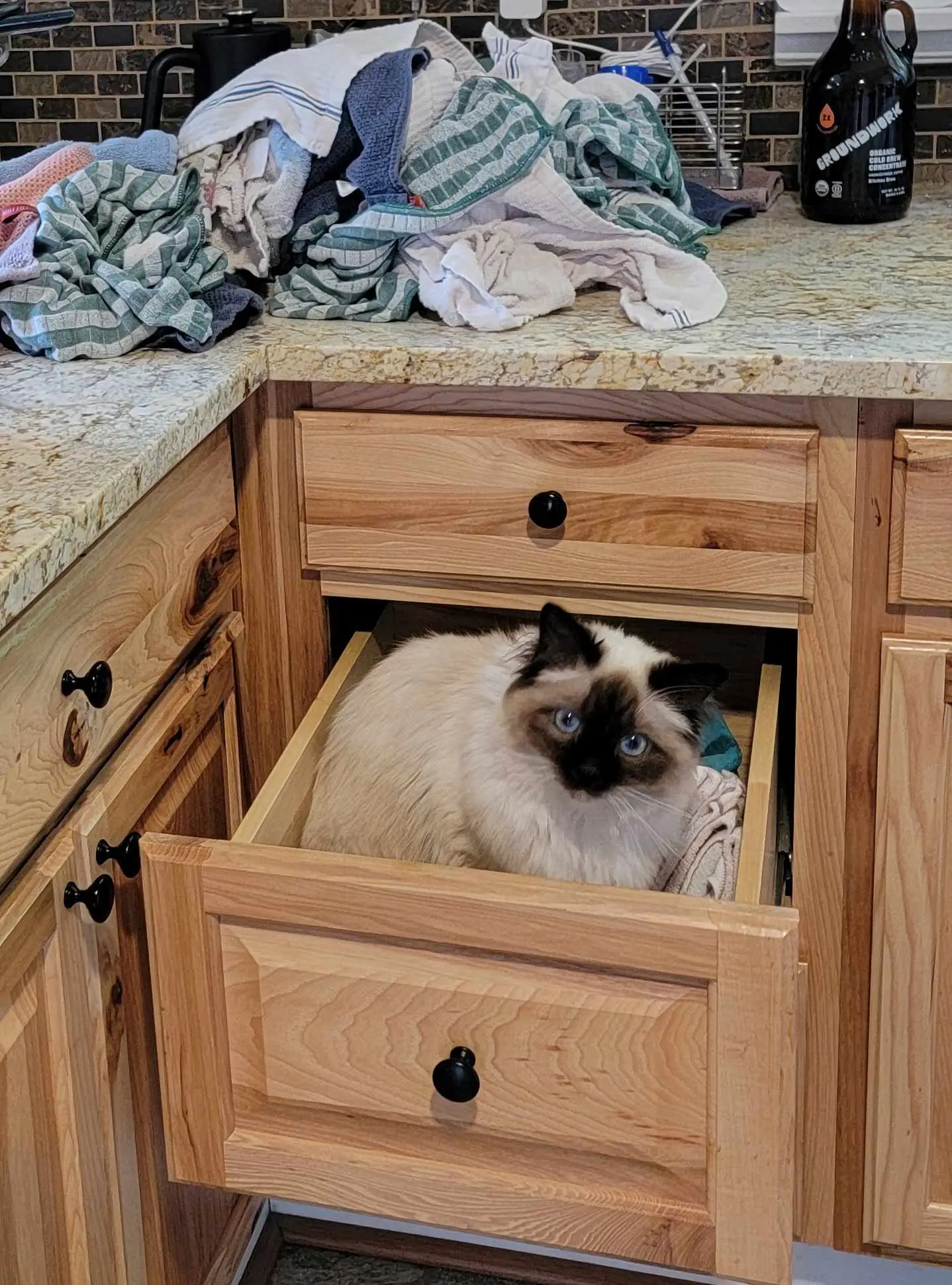 Ragdoll cat sitting in a household drawer