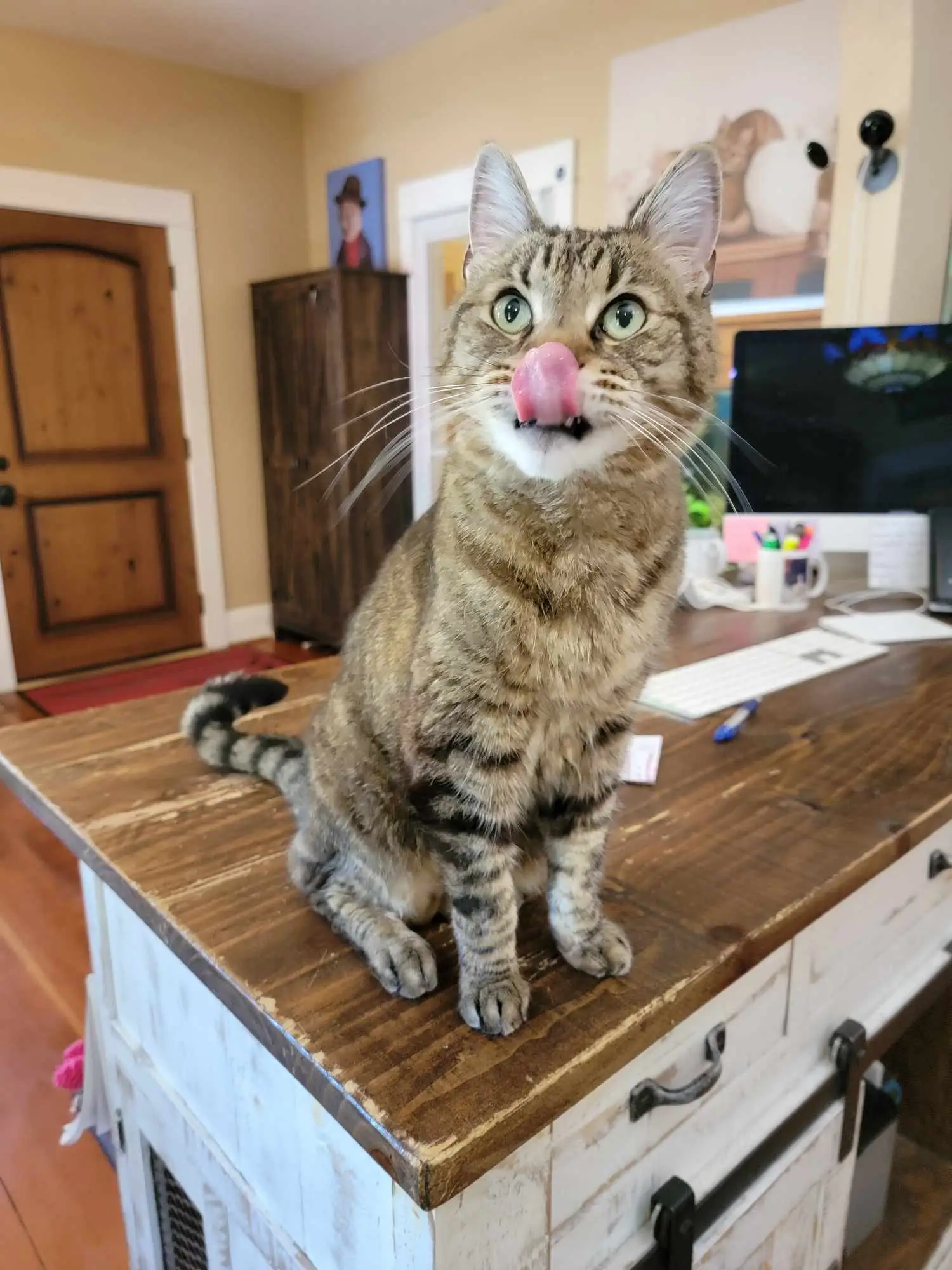 Tabby cat in a home office