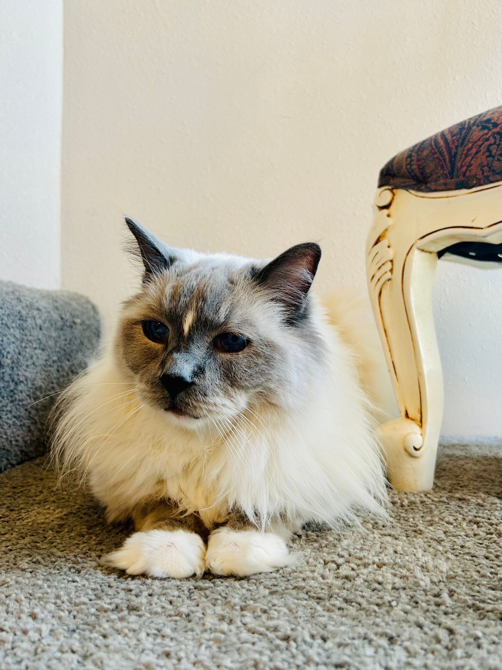 Cat receiving calm attentive feline-only care from Cats in the City