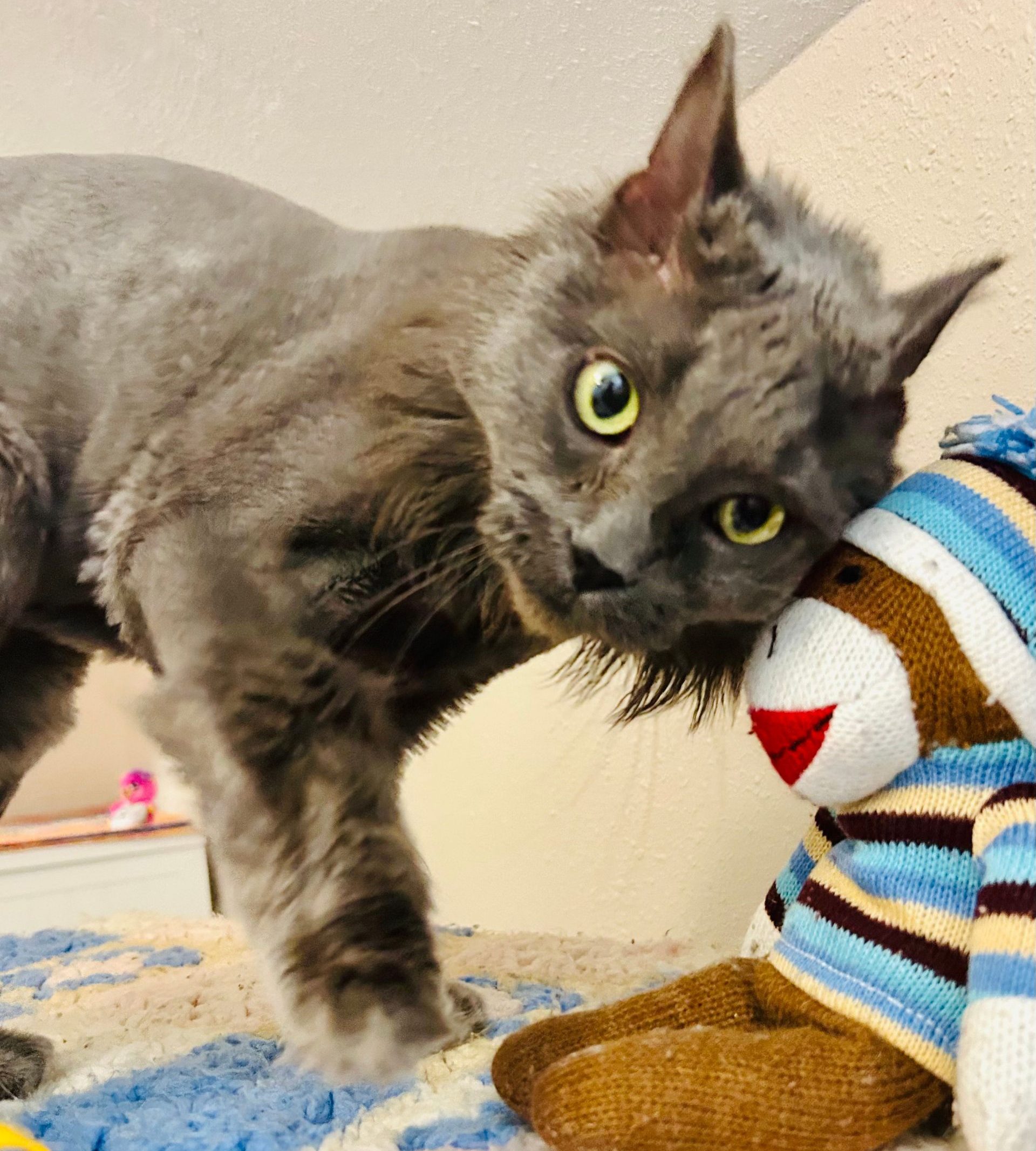 Hospice and palliative cat support in Portland
