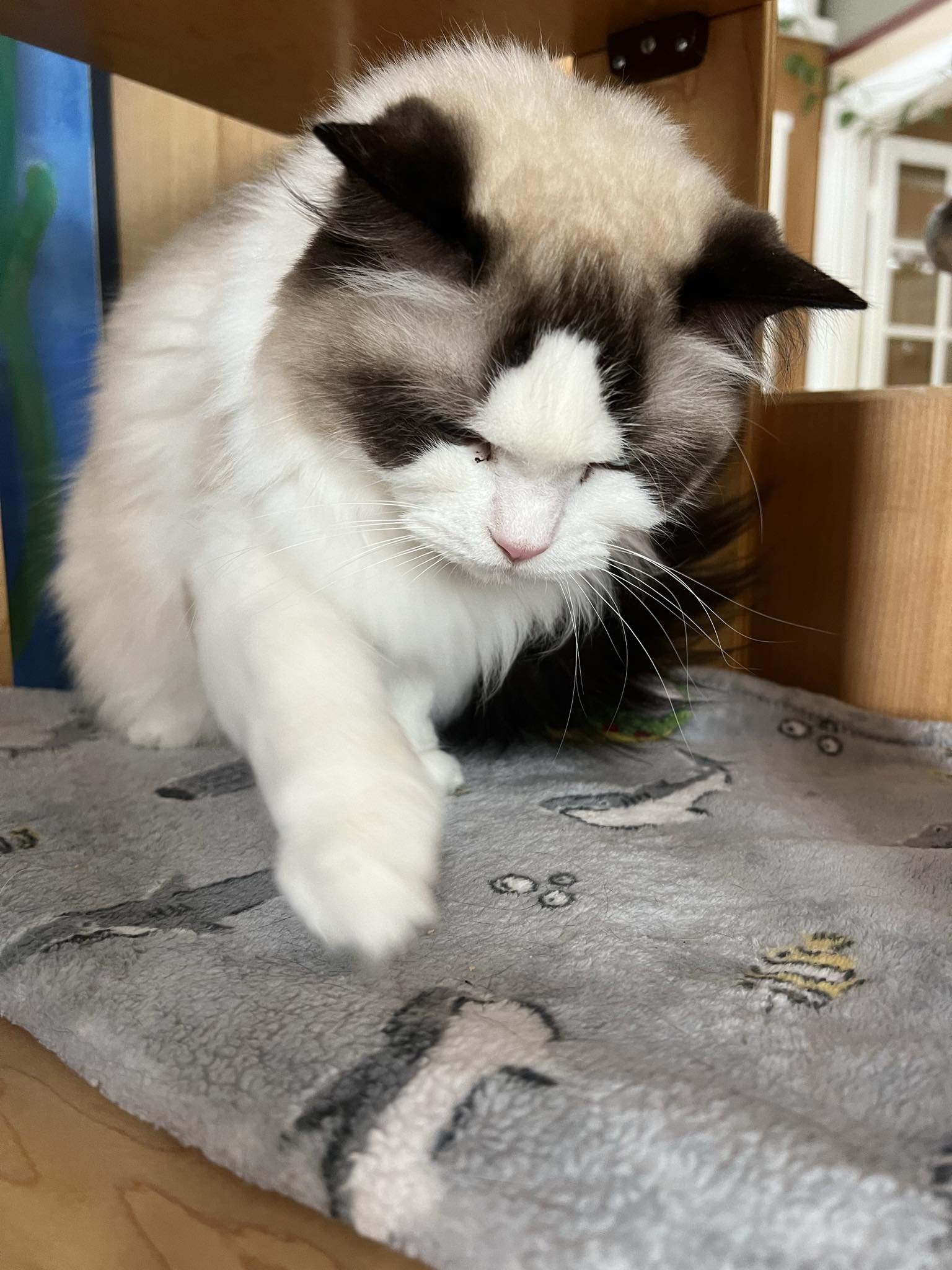 Military cat relocation