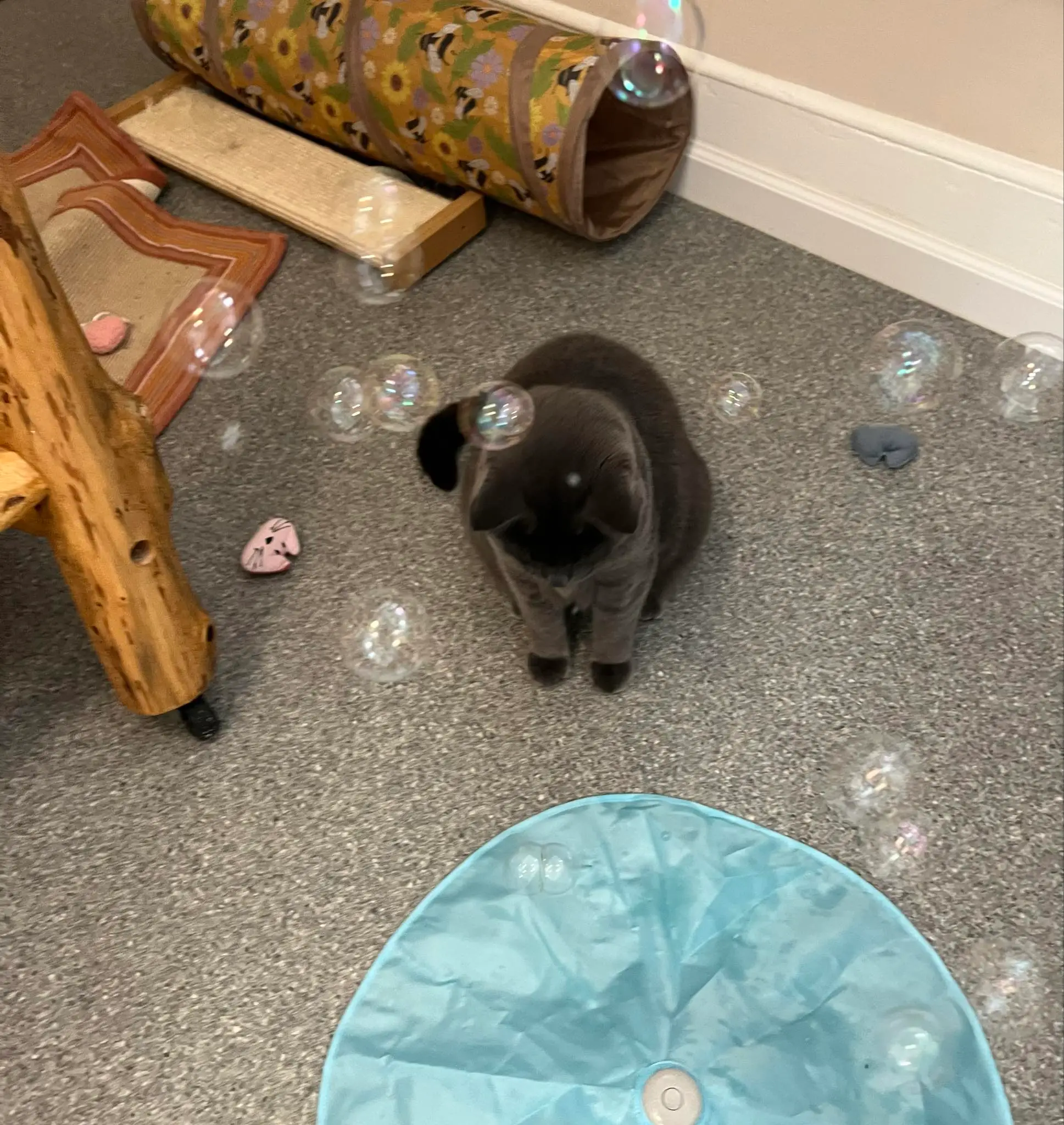 Gray cat in an enrichment environment