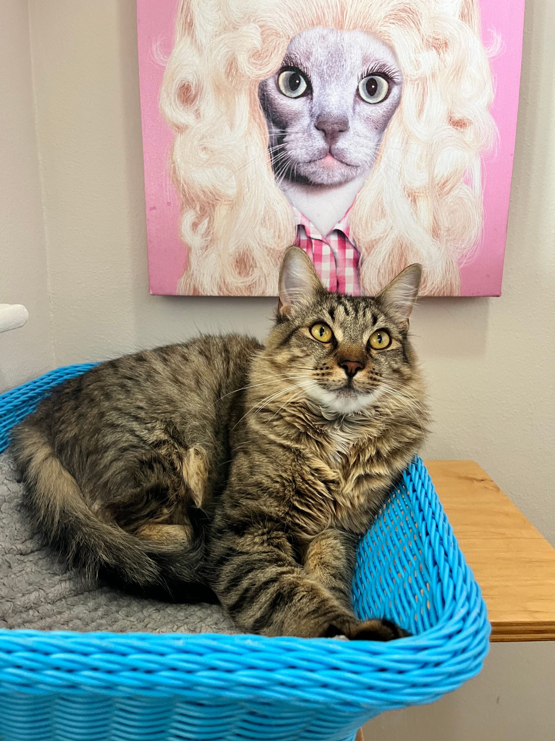 West Coast cat relocation services