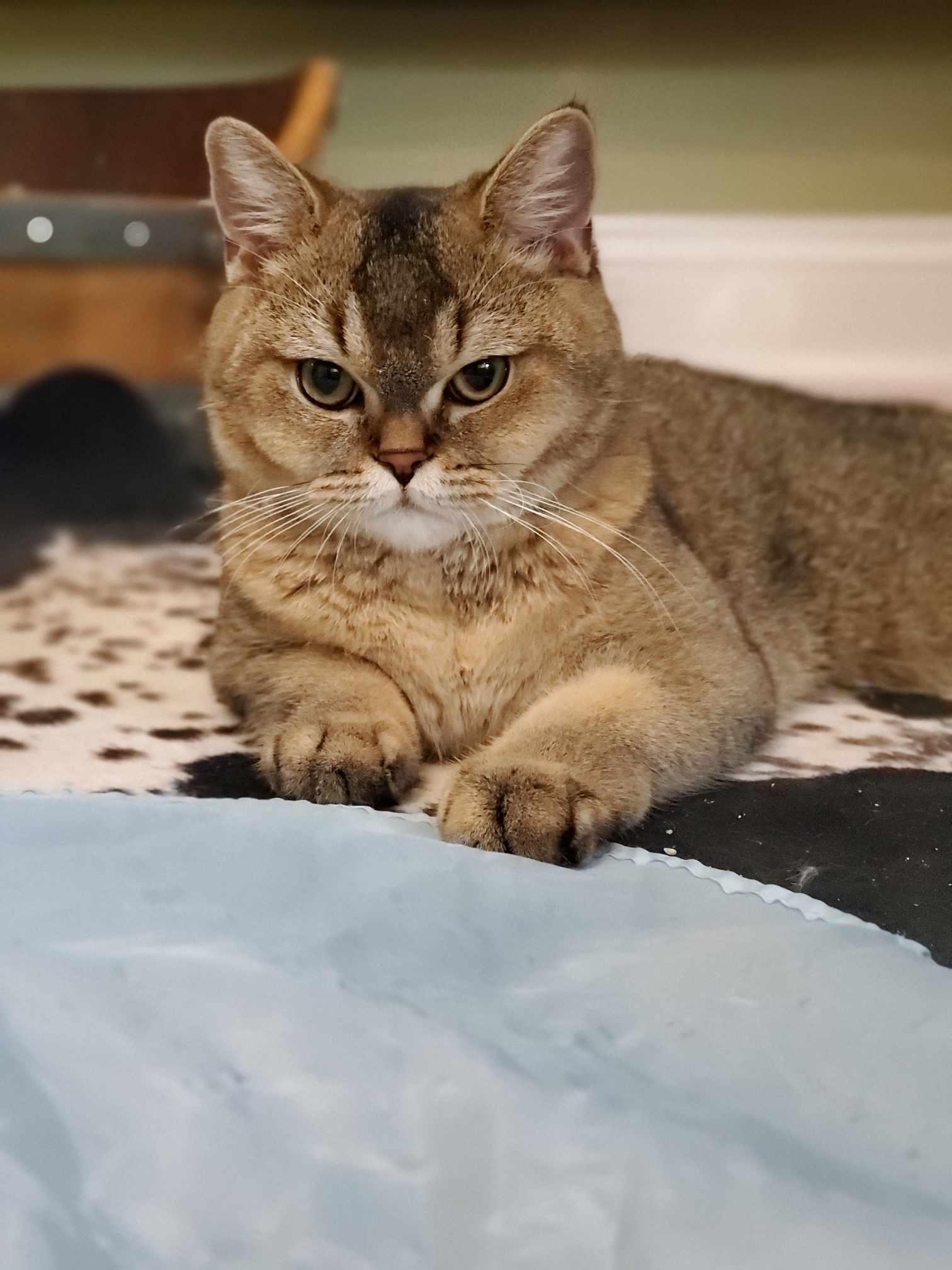 California cat relocation services