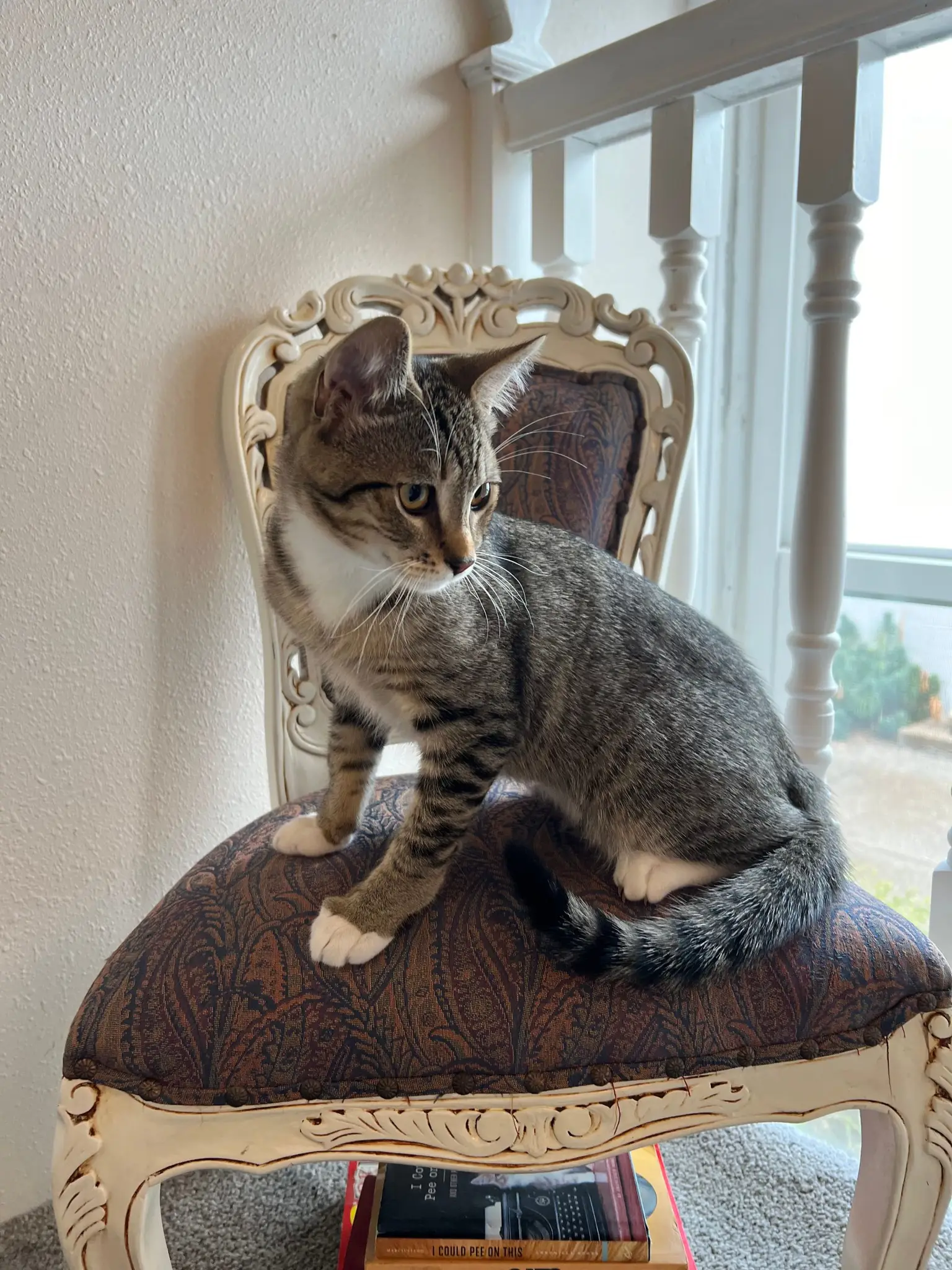 Young tabby cat sitting near a window