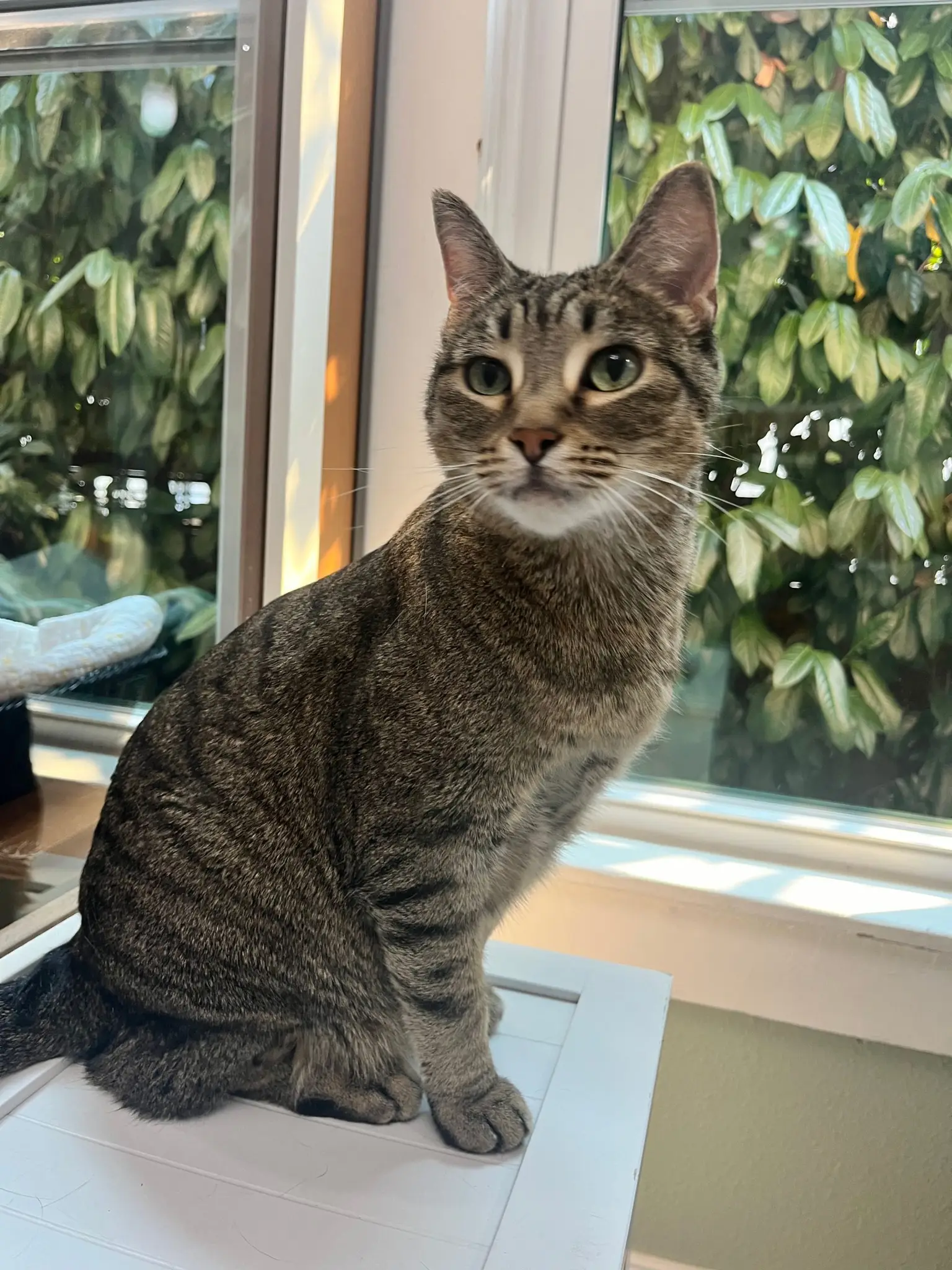 Tabby cat near a home window