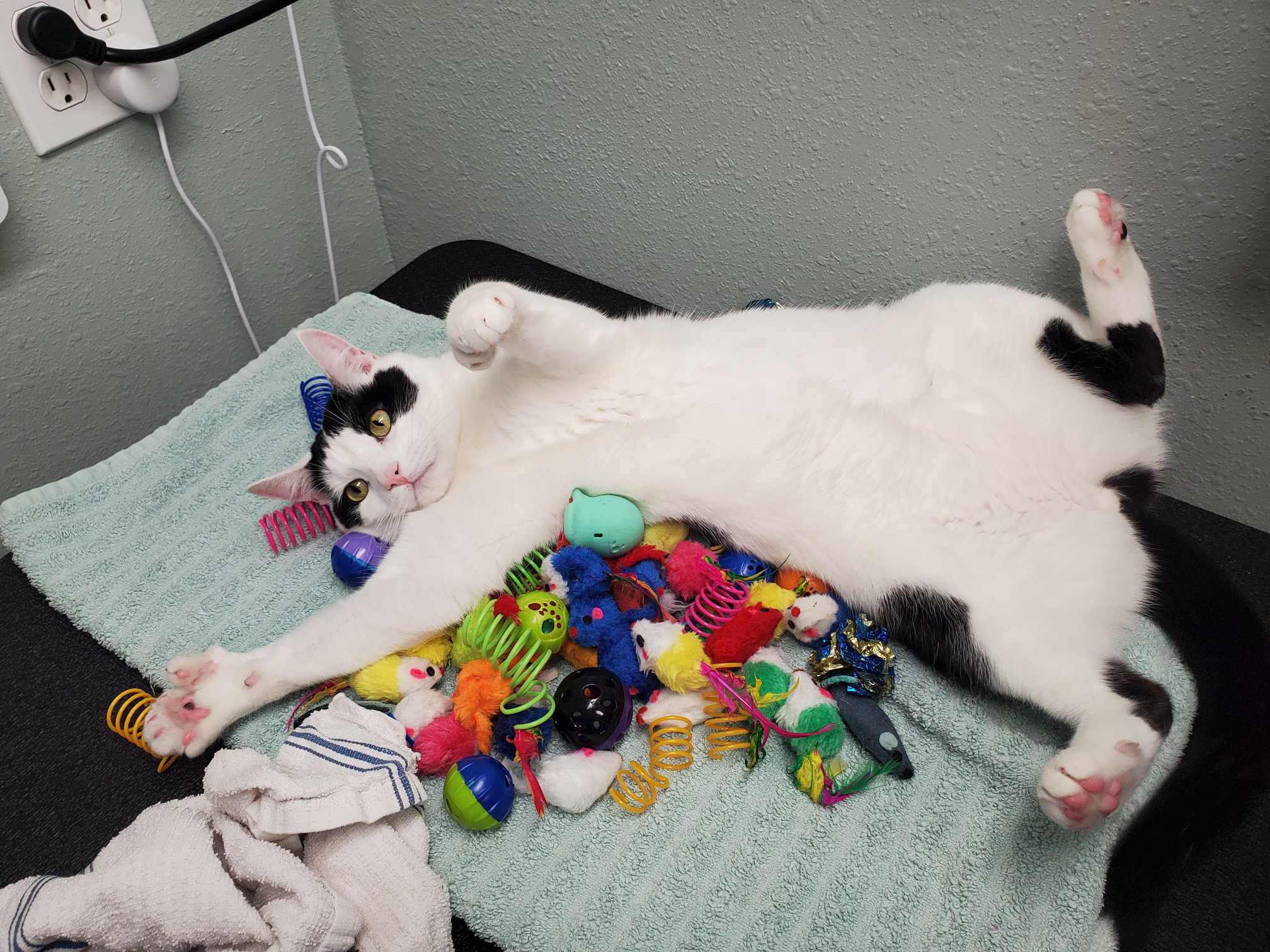 Cat relaxing with enrichment toys during structured care
