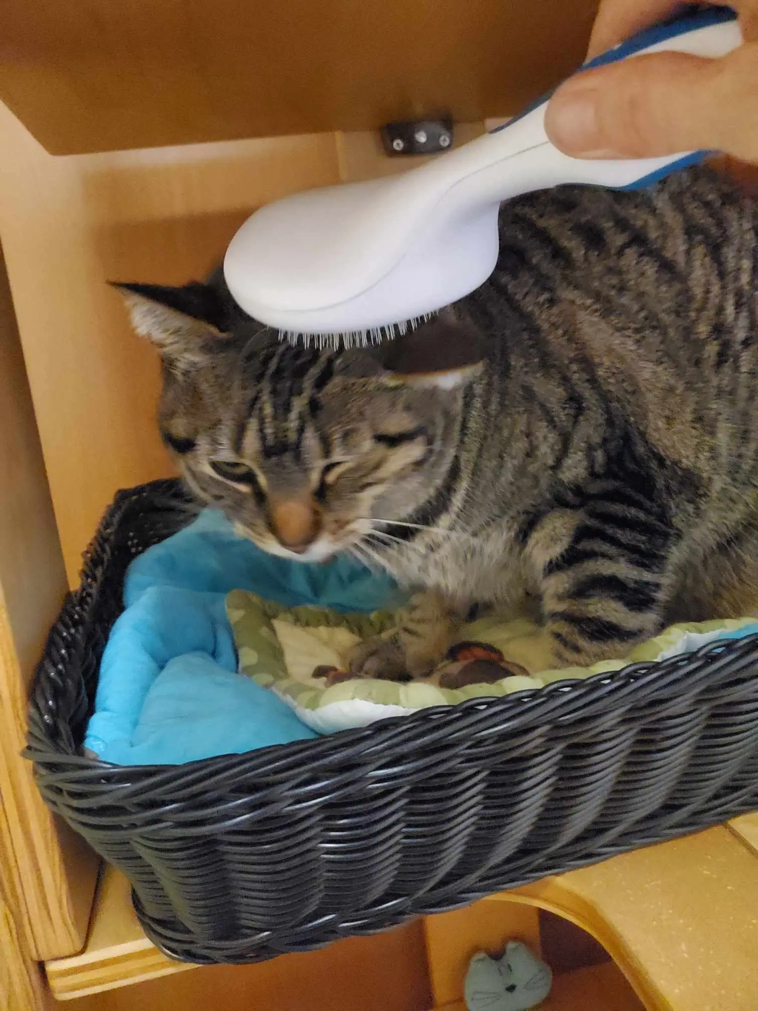 Cat receiving calm care in the Cats in the City network