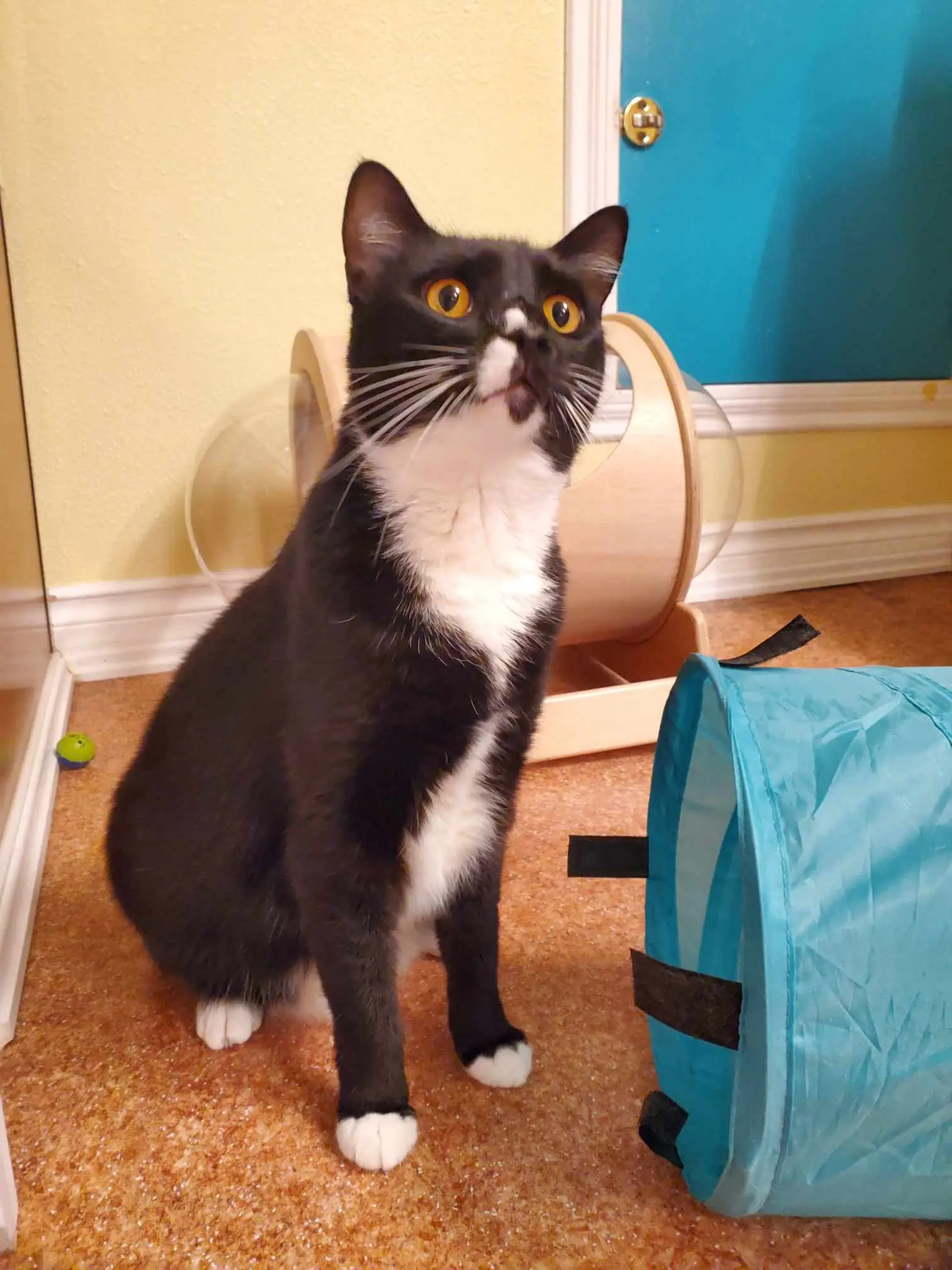 Tuxedo cat exploring an enriched feline care room