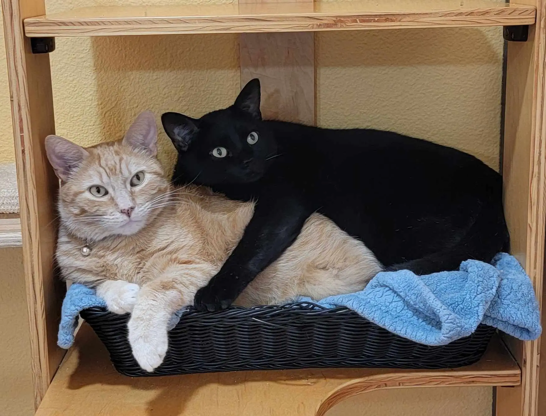 Bonded cats resting together during boarding