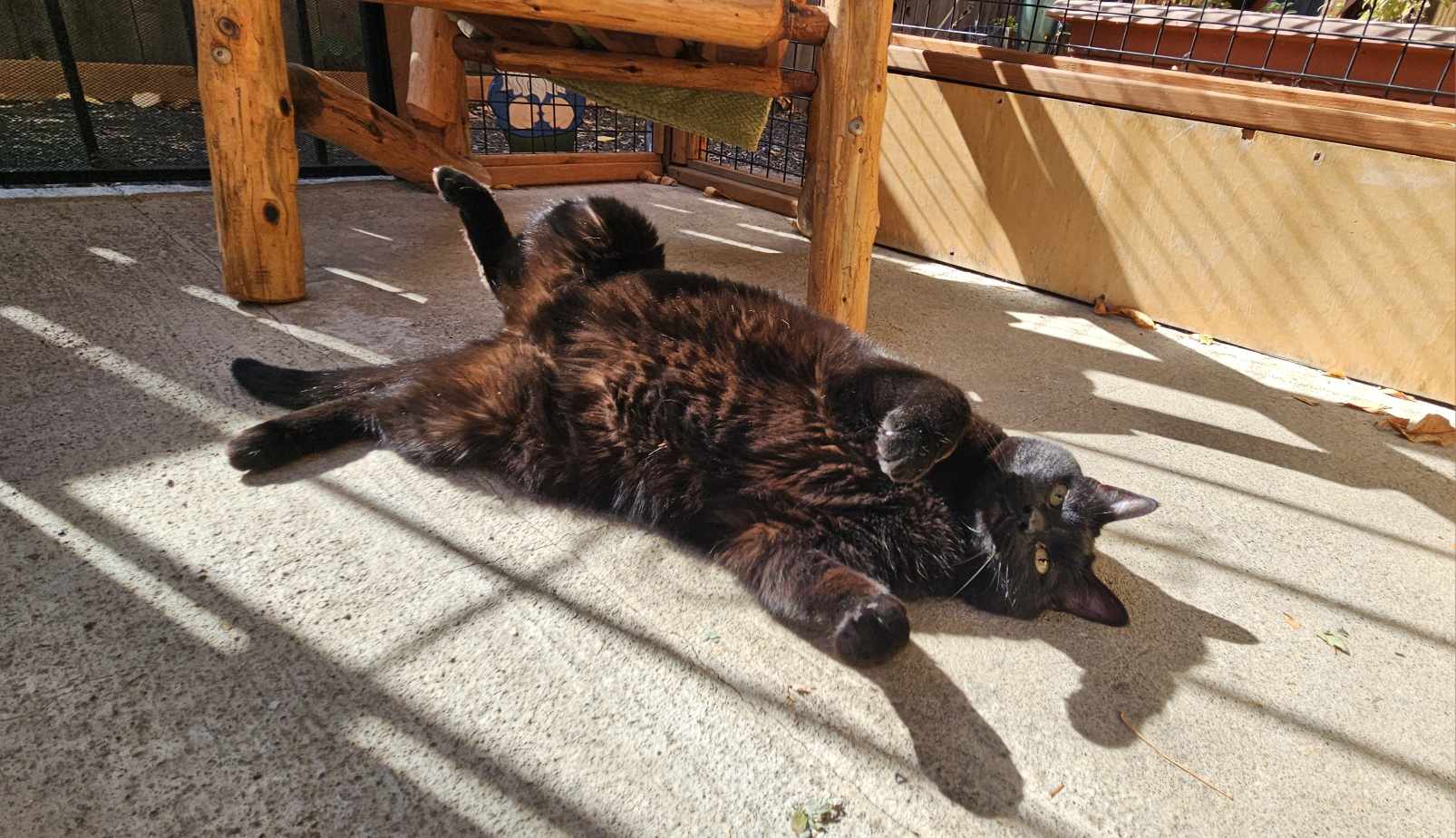 Cat relaxing in a secure enrichment space during relocation