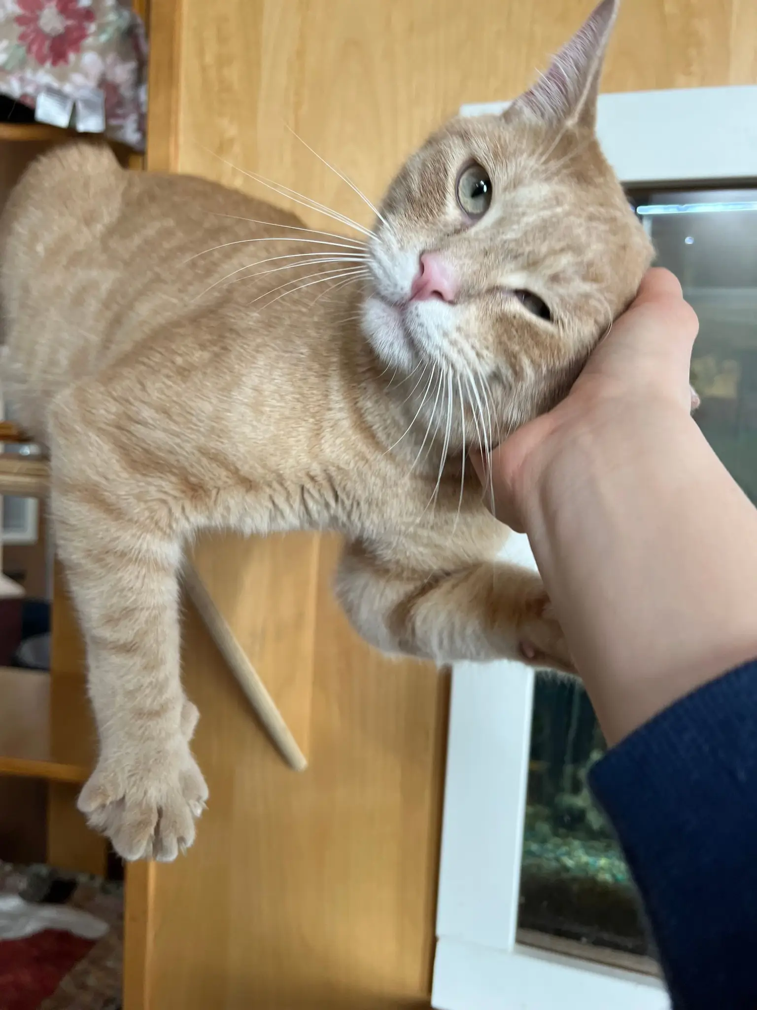 Cat receiving calm human interaction