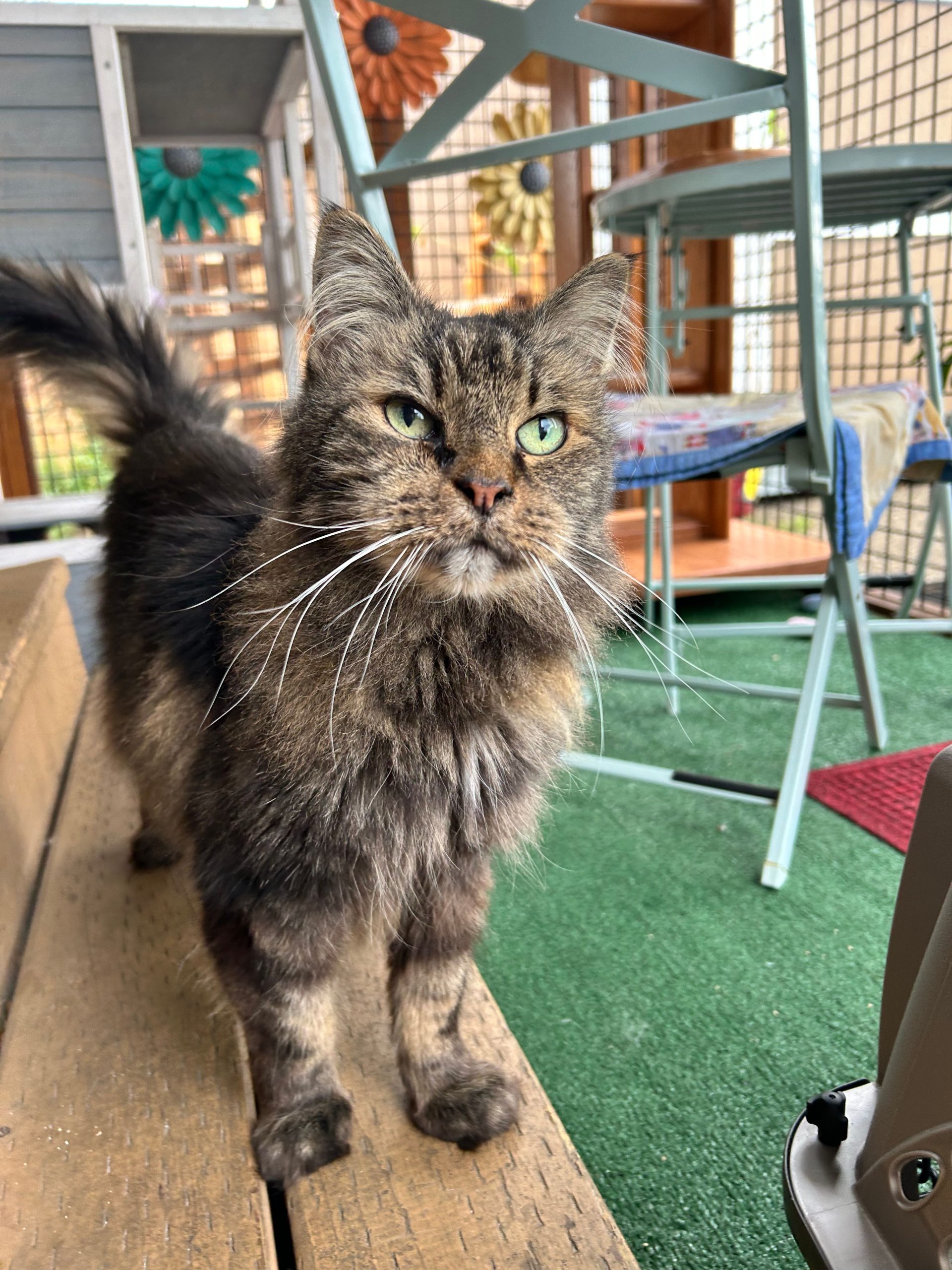 Cat relocation scams