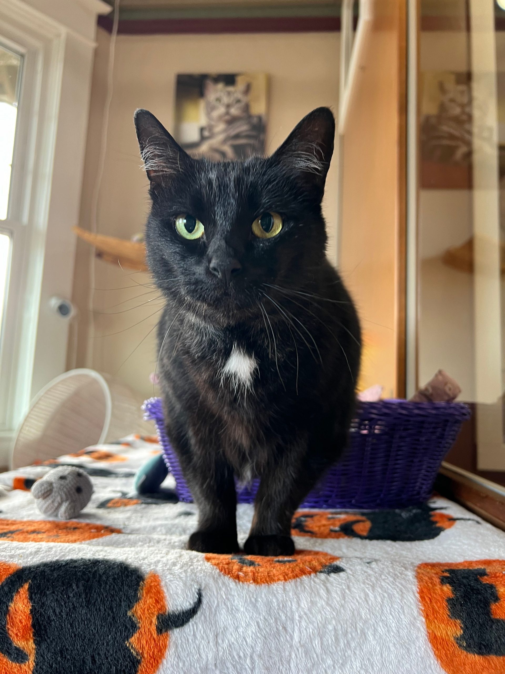 Seattle cat relocation services