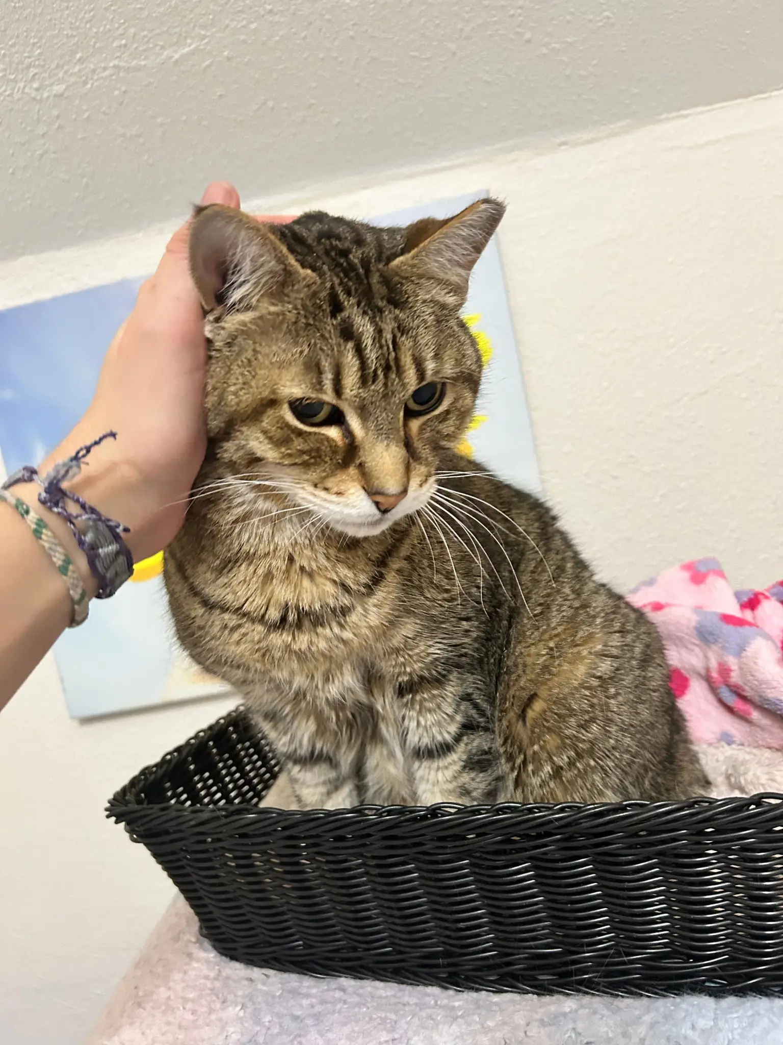 Cat receiving calm human reassurance at Cats in the City