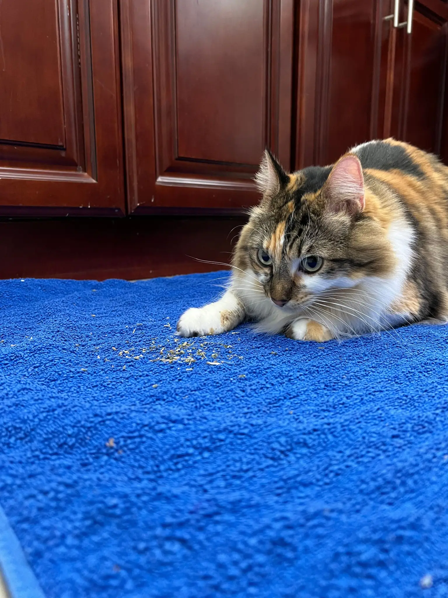 Calico cat resting on prepared bedding