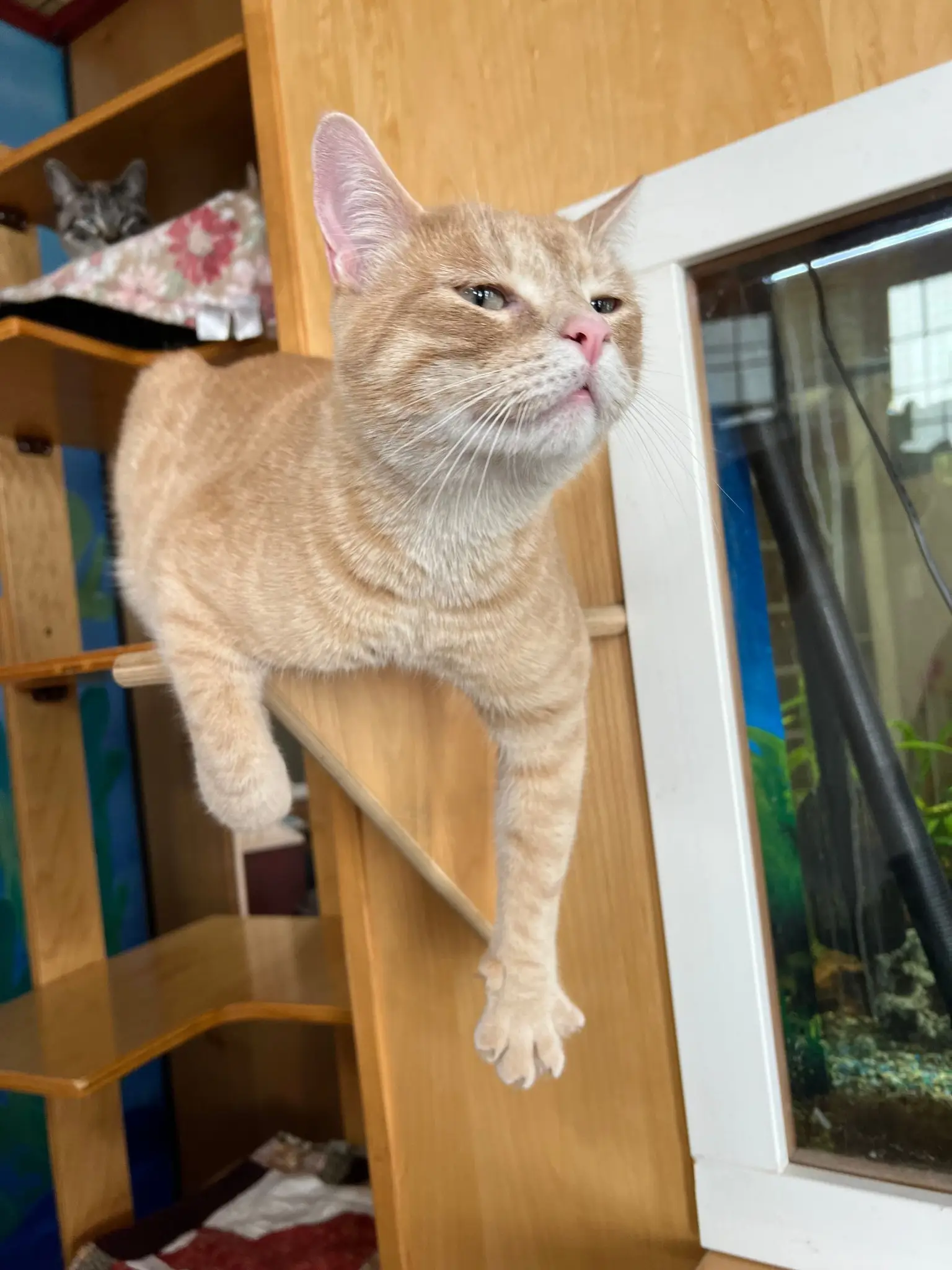Cat exploring a care suite during relocation support