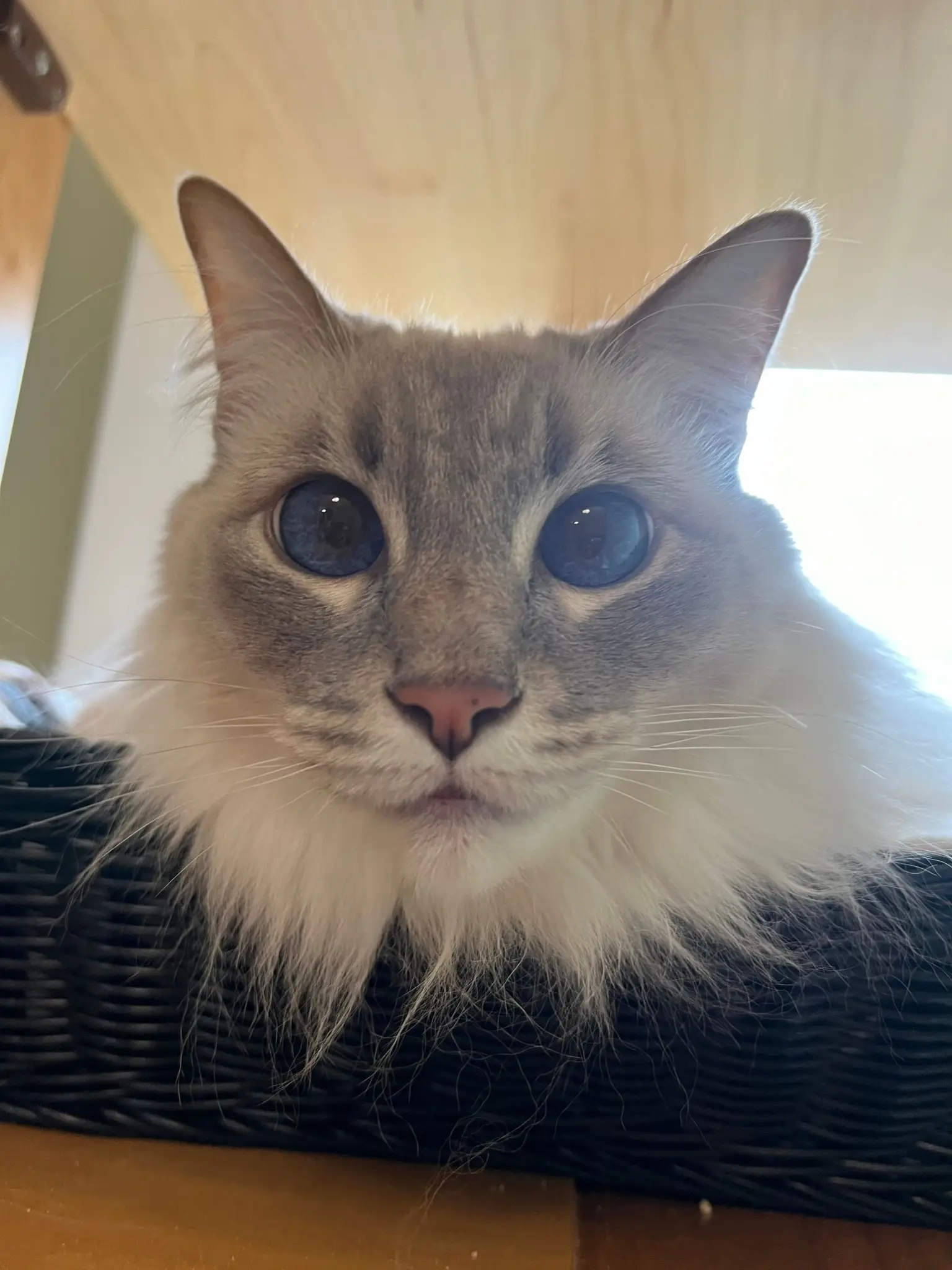 Senior cat resting in a quiet care environment