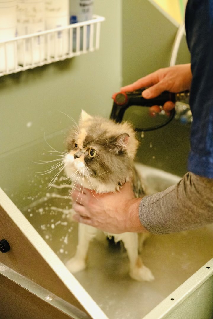 Cat bath during clinical grooming coat care