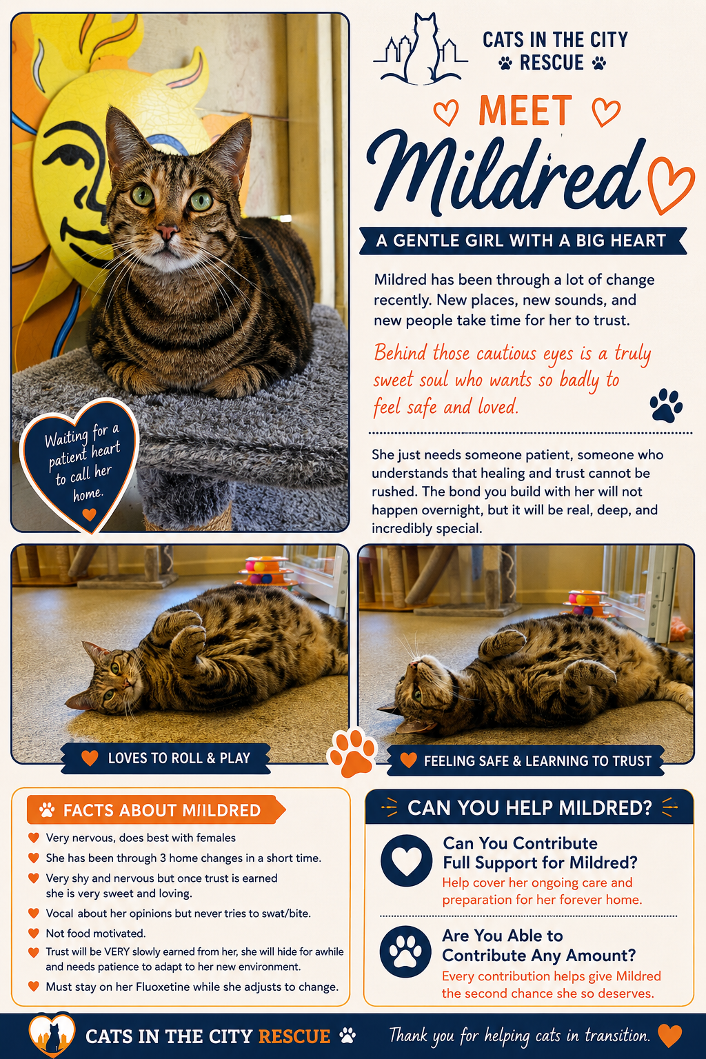 Mildred adoption and sponsorship poster from Cats in the City Rescue