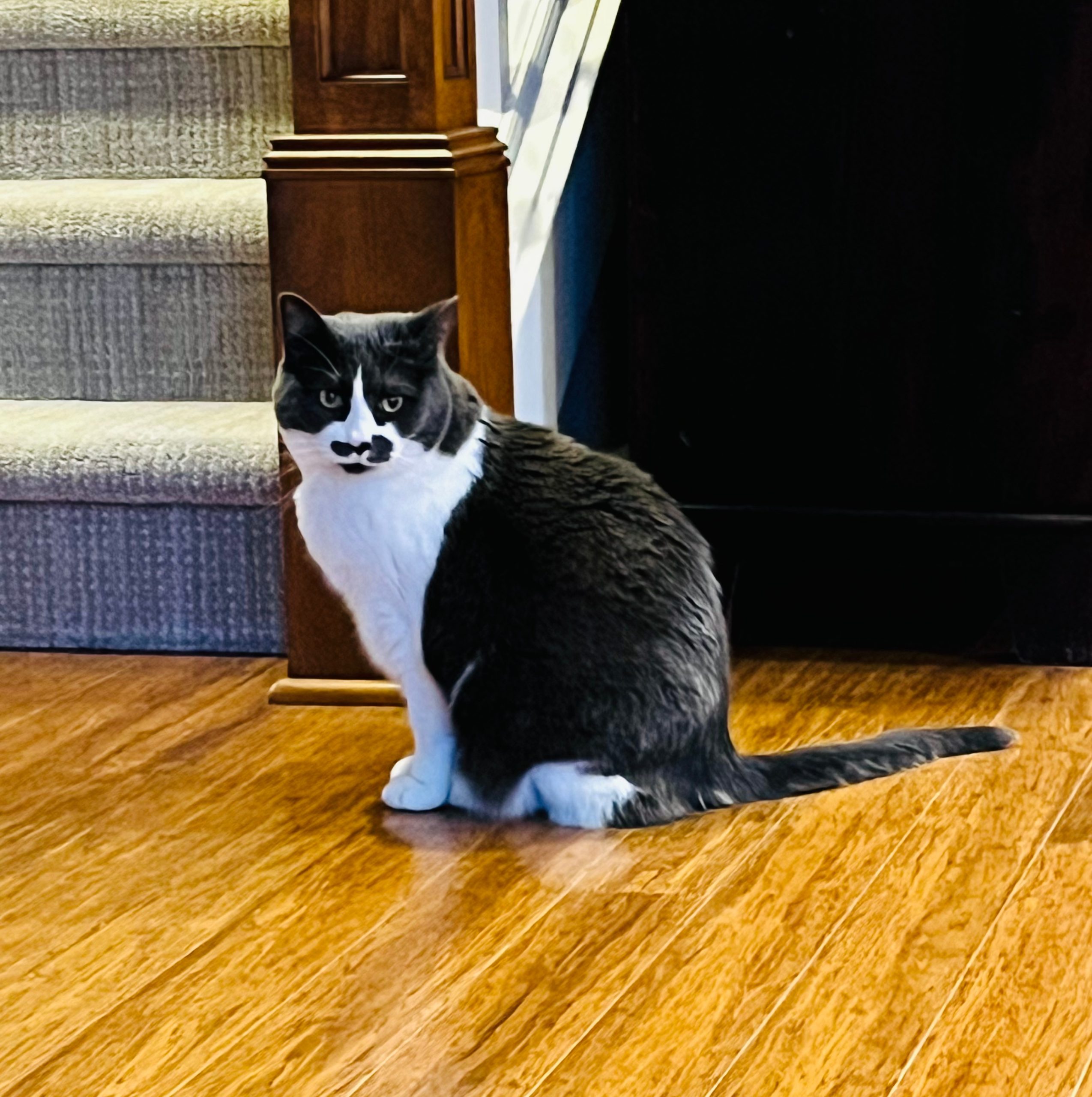Cat sitting calmly while receiving attentive feline-only care