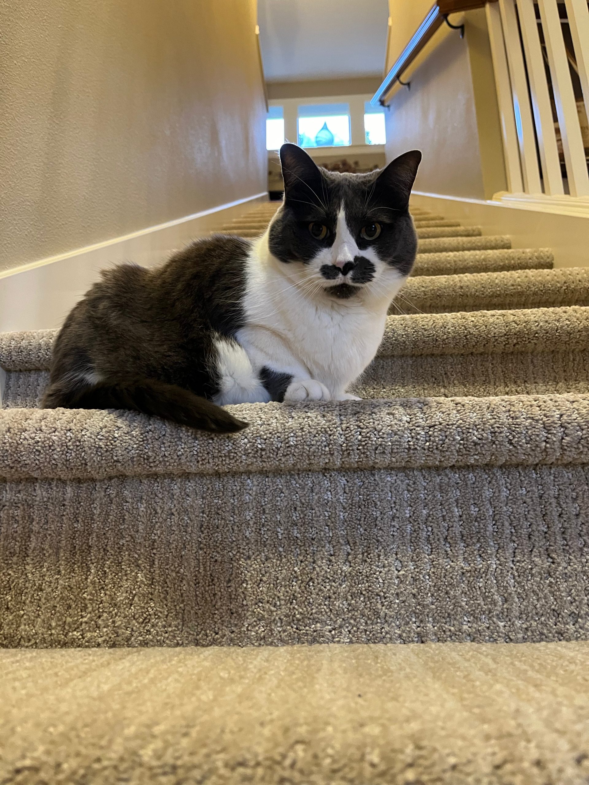 Relaxed cat receiving feline-only care in a Downtown Portland apartment